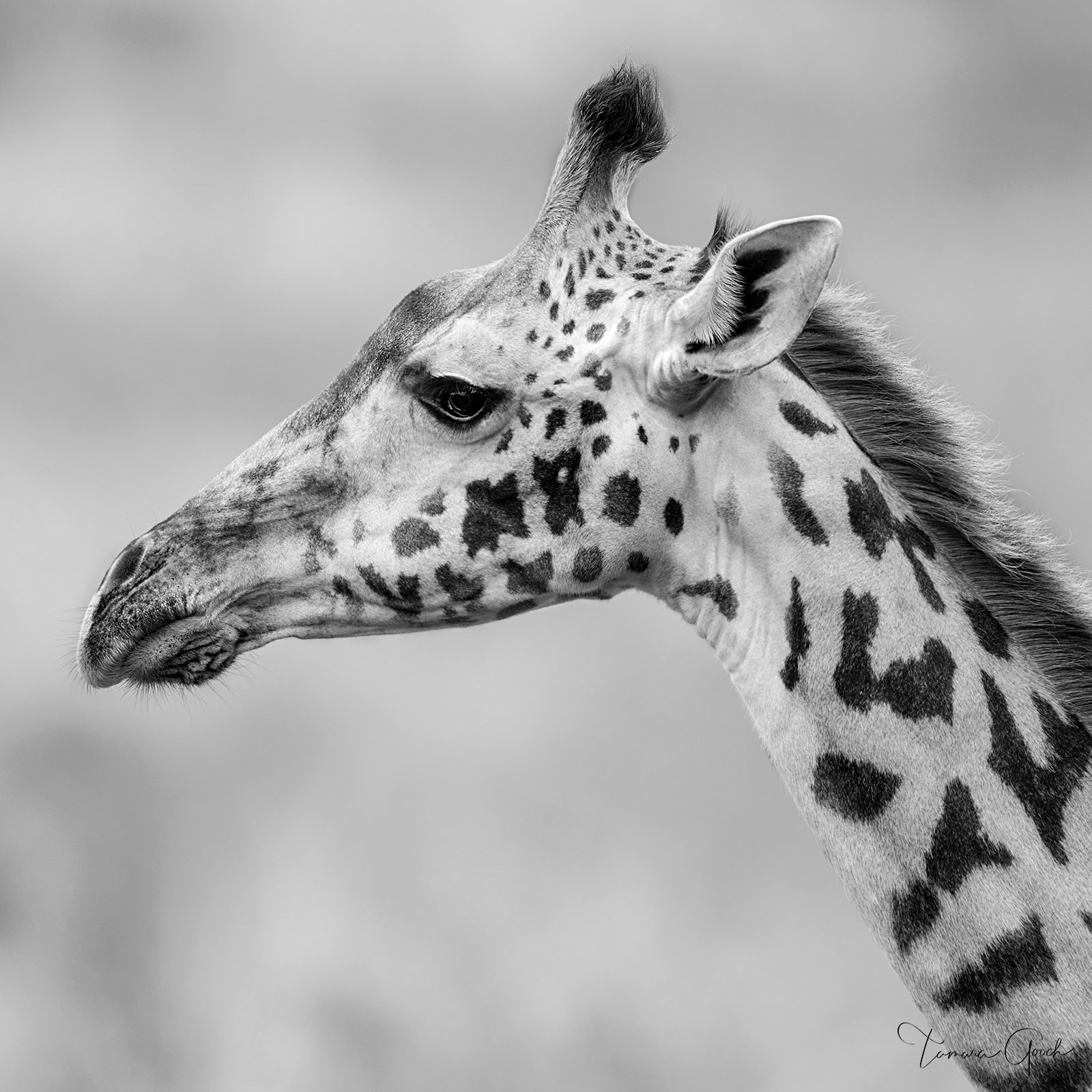 Black and white Fine Art Limited Edition wildlife print of a giraffe facing left by Tamara Gooch.
