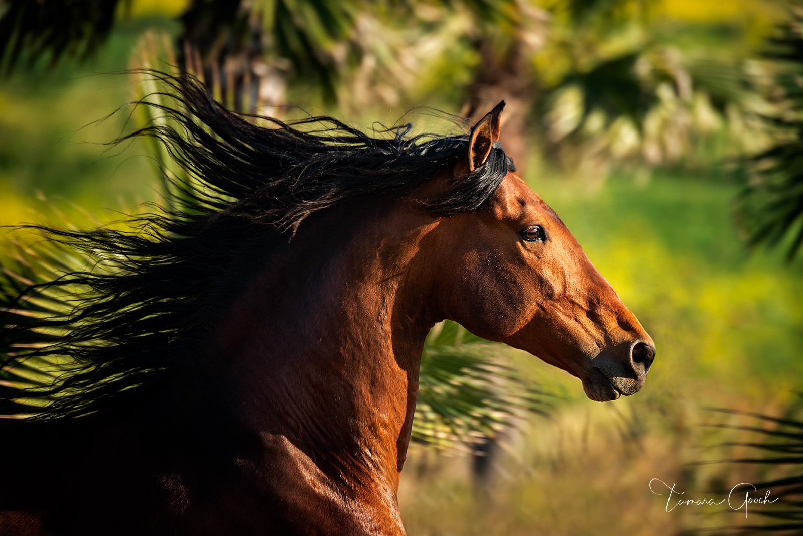 a bay andalusian horse print showing shoulders, head and neck, with mane flowing and tropical palm trees in the background.