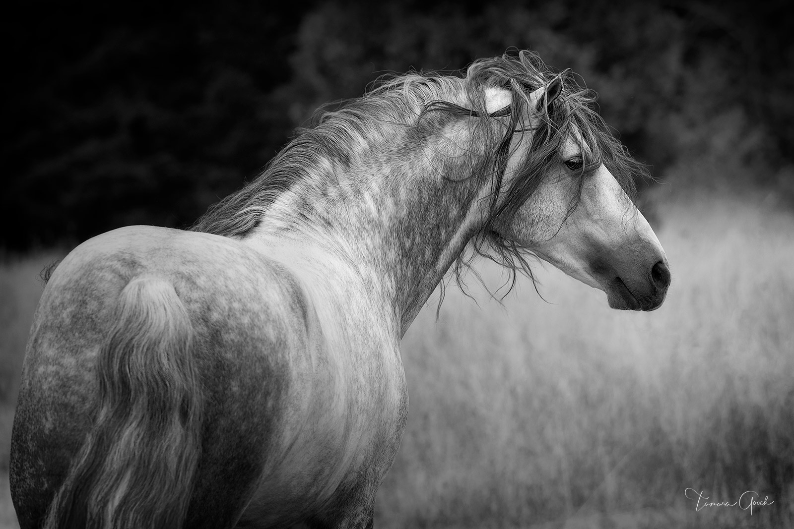 This limited edition fine art black and white photograph of the incredibly beautiful Andalusian horse is available as a Luxurious...