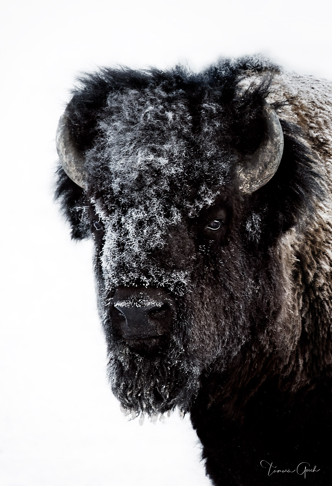 A fine art limited edition print of a bull bison or the American buffalo with a frost covered face. Done in antique black and white tones.
