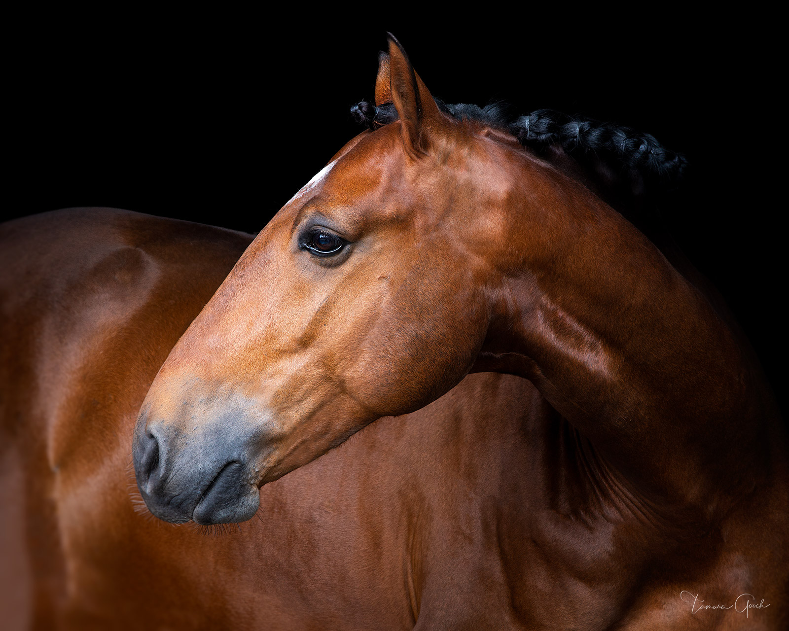 A fine art limited edition photo print for sale of a Bay Lusitano horse with mane braided 