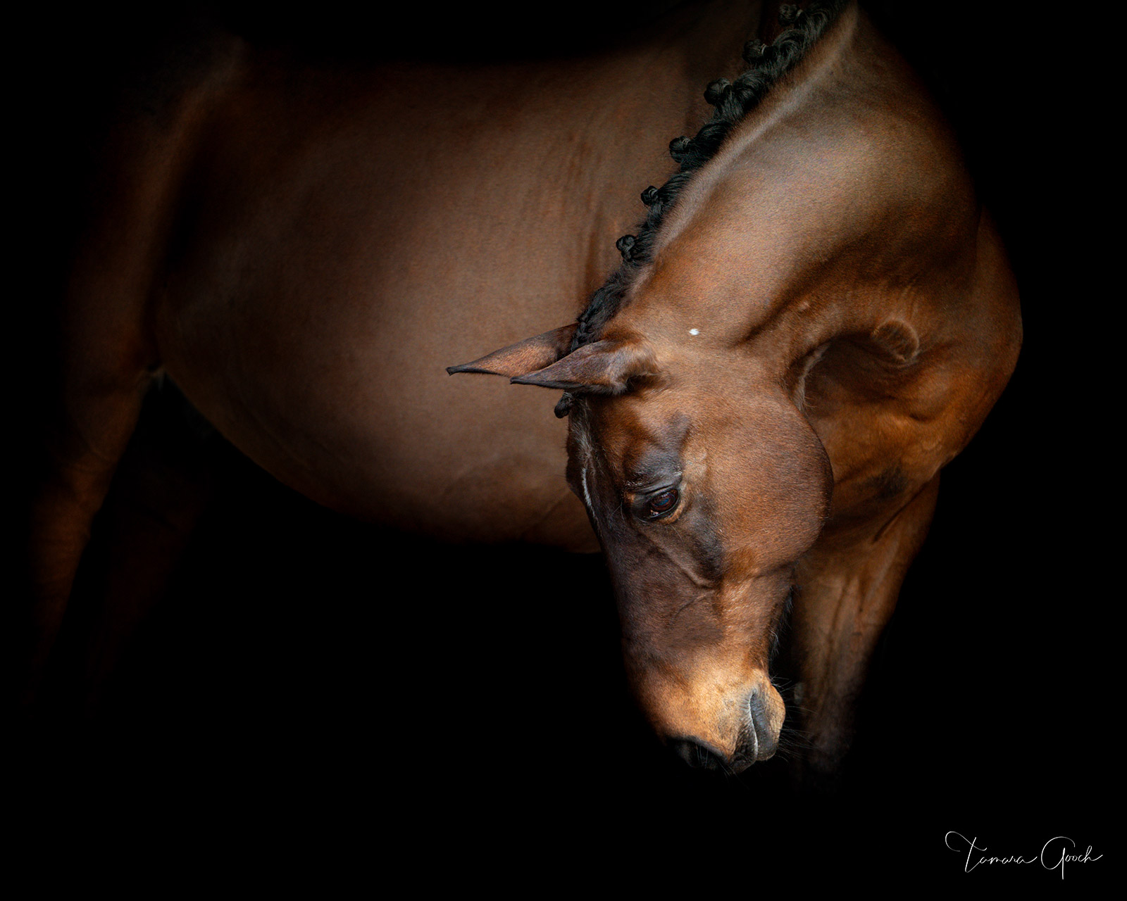 Luxury fine art limited edition horse photo print of a Lusitano show horse braided.