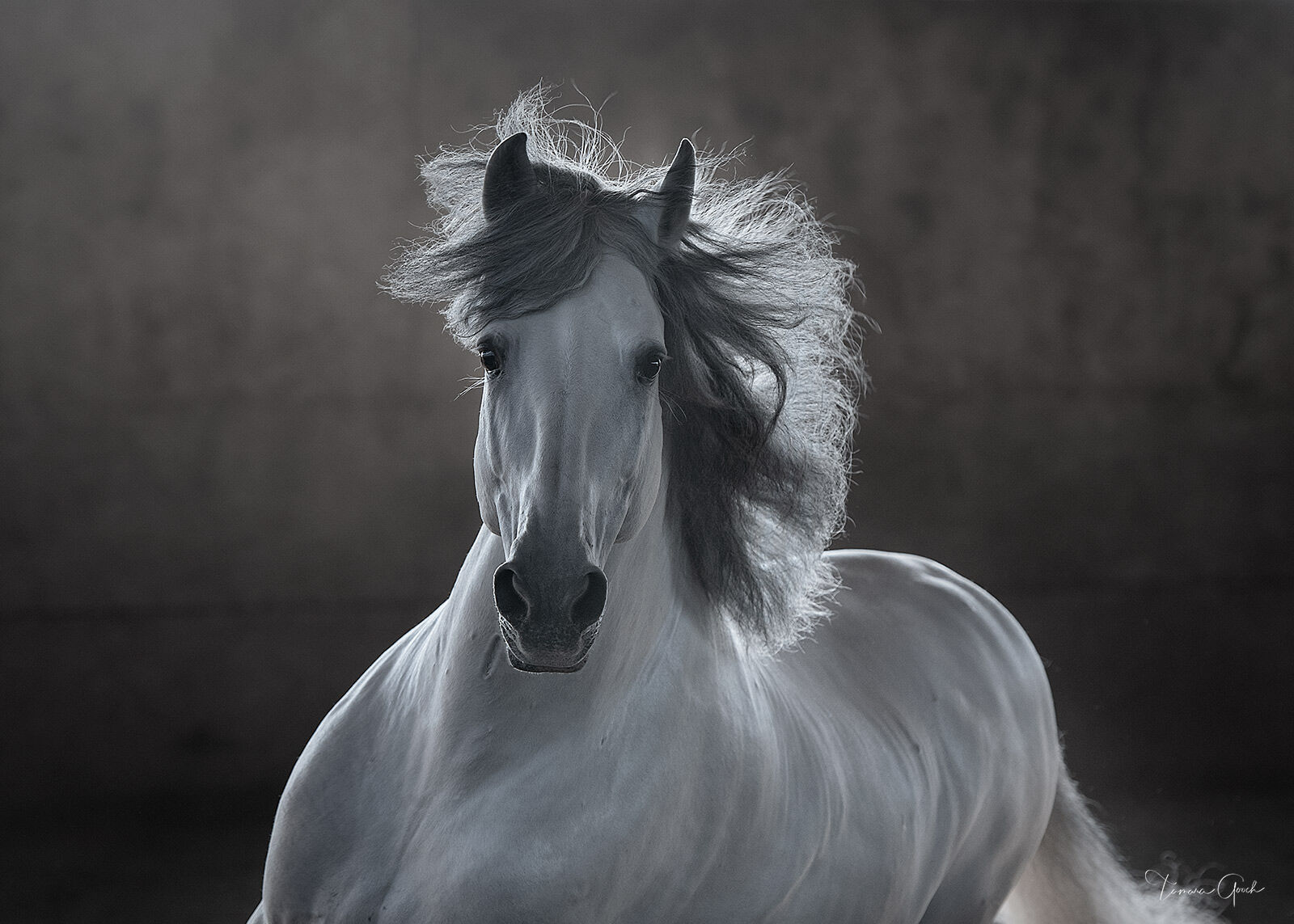 This limited edition fine art black and white print of an Andalusian horse is available as a Luxurious Fine Art Lumachrome Acrylic...