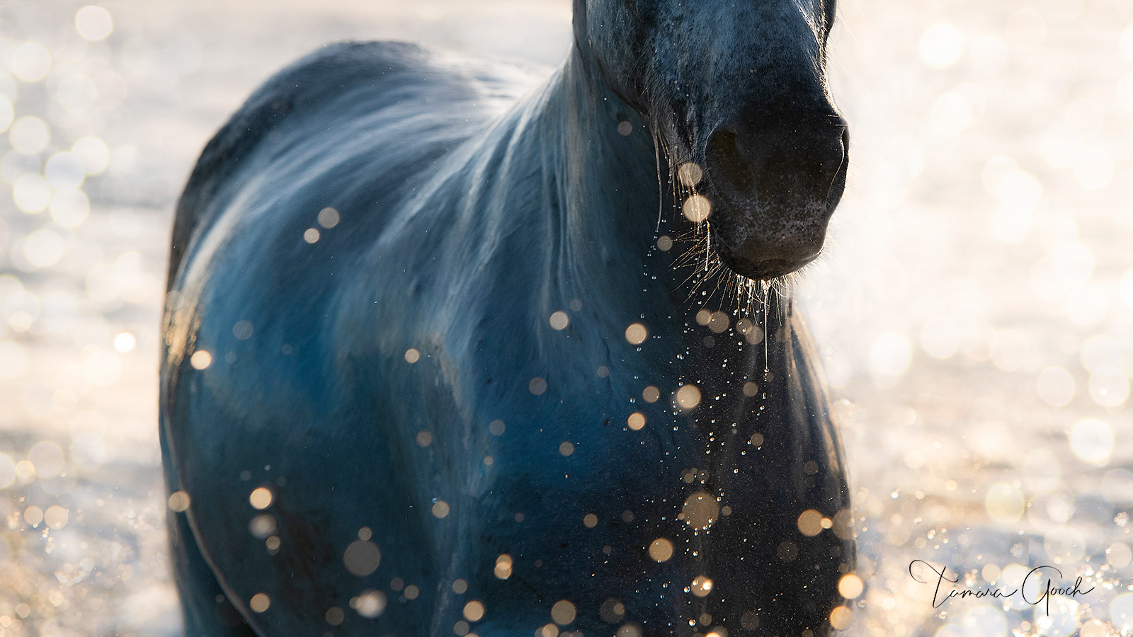 Beachcomber Horse, a stunning piece of equine art, that will make a statement in any space. This beautiful image was photographed...