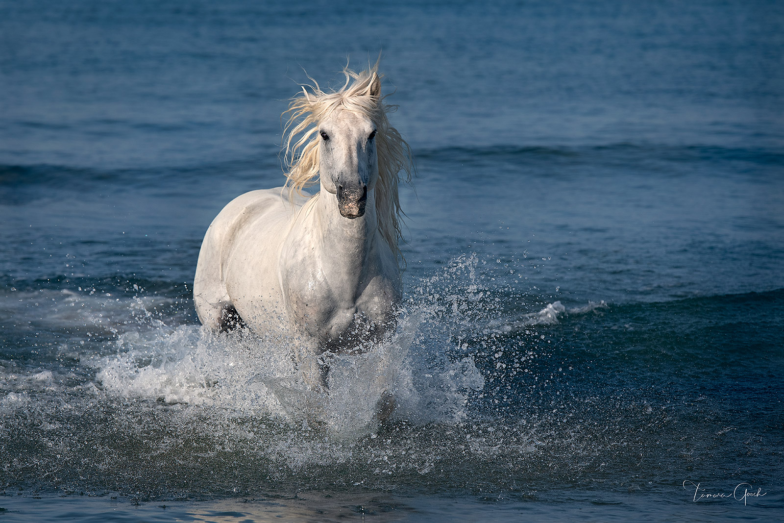 This limited edition fine art print of a Camargue stallion in the Mediterranean Sea is available as a Luxurious Fine Art Lumachrome...