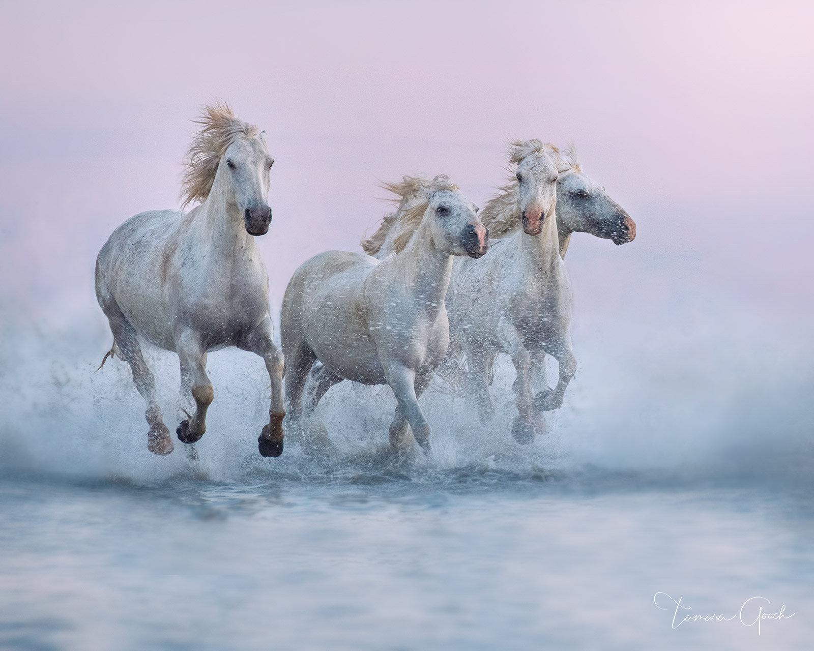 Limited Edition Print of 50 Titans of the Sea is a timeless luxury equine fine art print set against the serene tones of their...