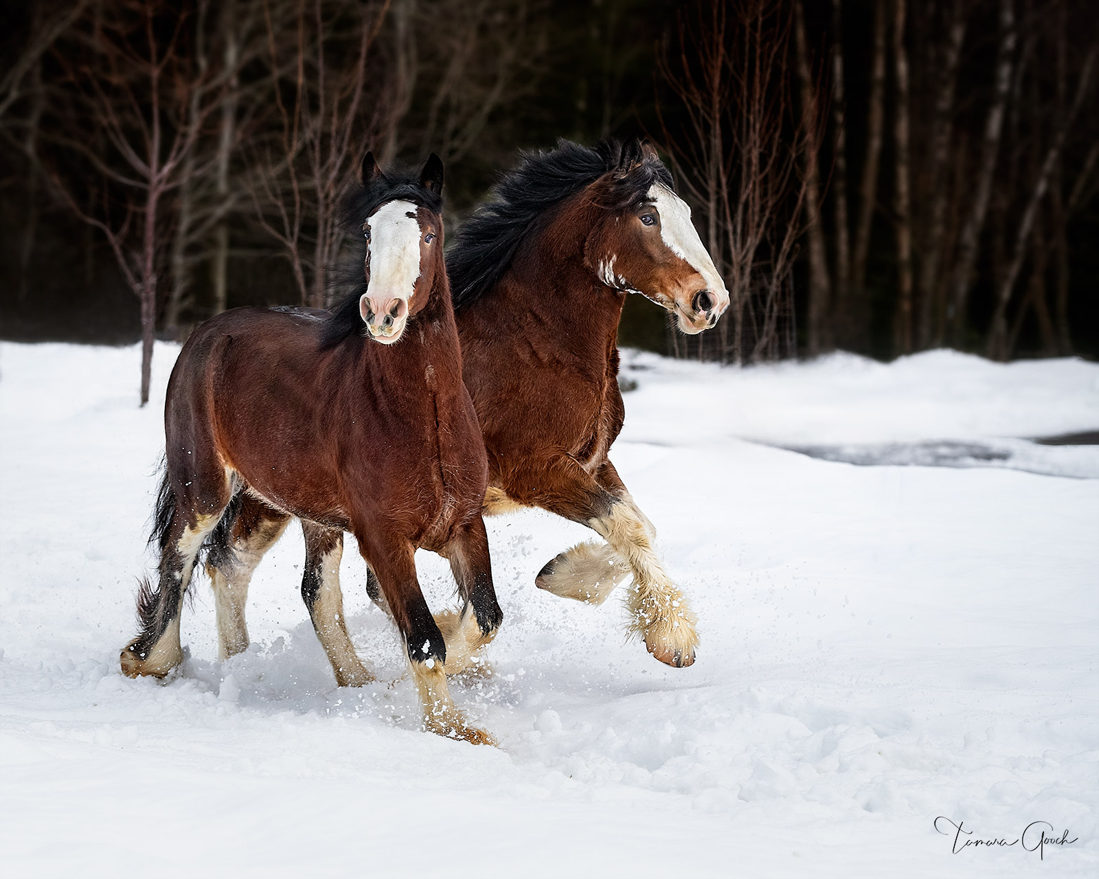 A fine art limited edition print of two Clydesdale mares running through the snow.