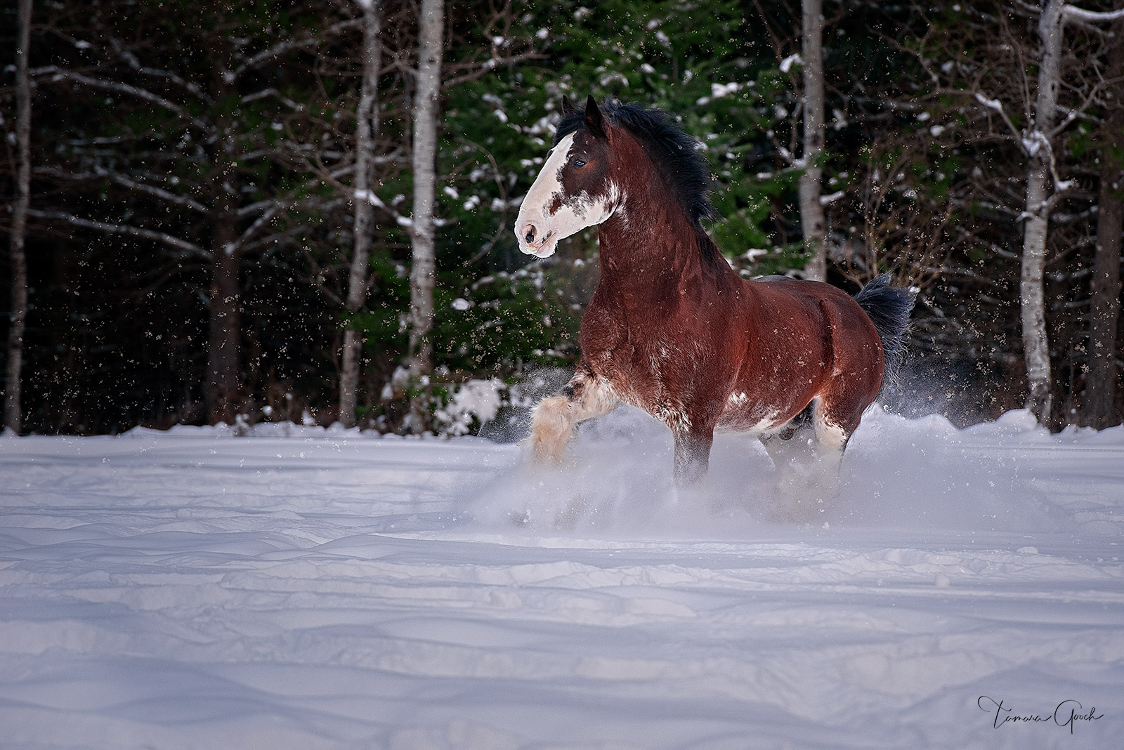 A Limited Edition Fine Art photography prints of a beautiful Clydesdale stallion running through a winter wonderland. This piece...