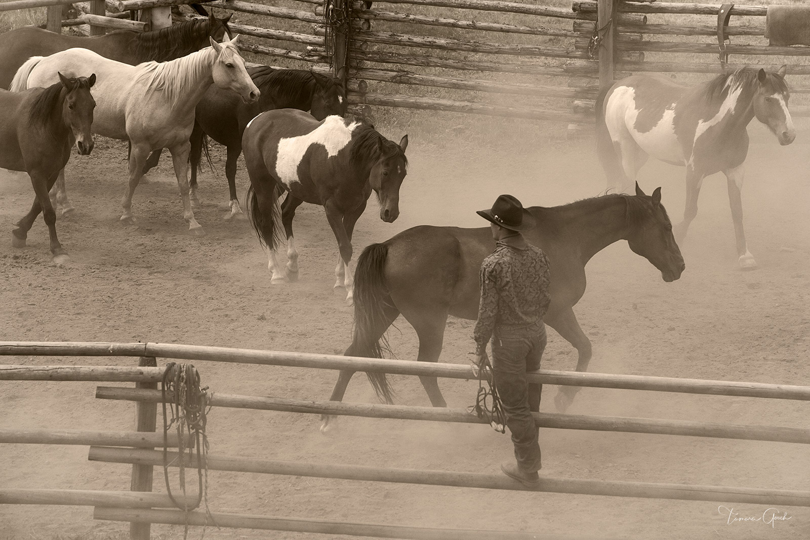 A fine art photograph of a cowboy standing on the corral fence looking over the horses as dust stirs in the air.