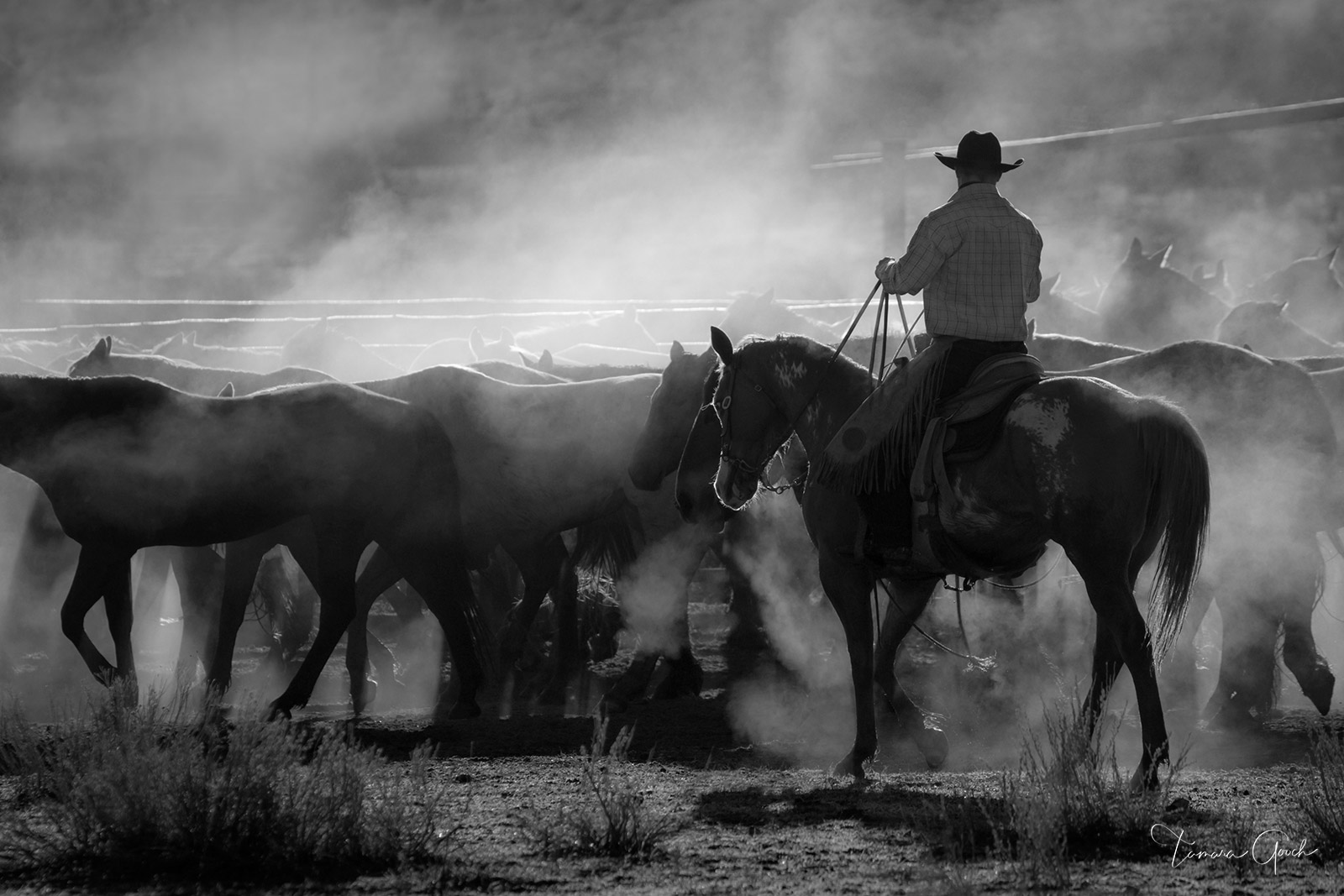 A black and white photograph of an American Cowboy pushing a herd of horse surrounded by dust.