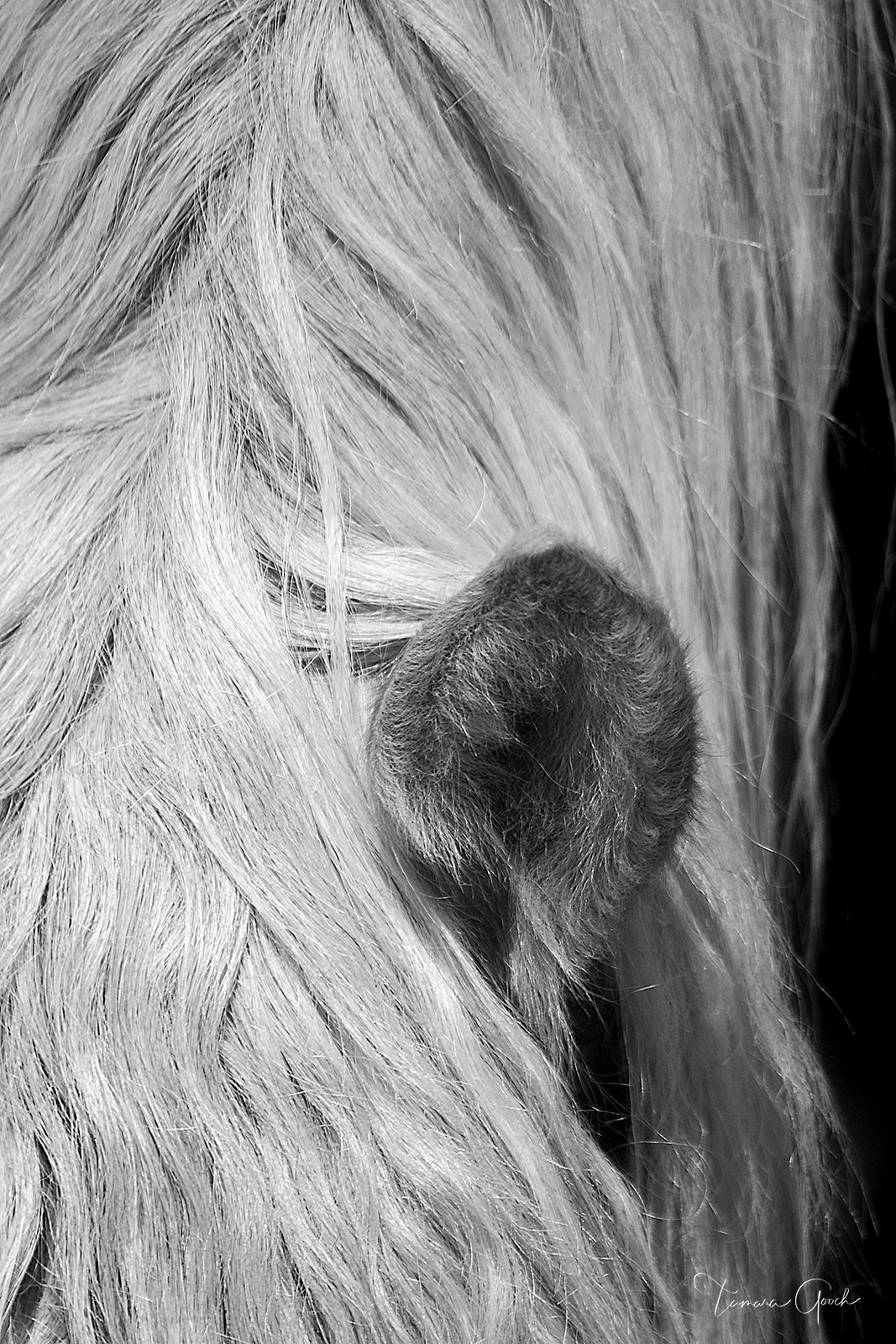 "Horse Mane and Ear" represents the finest in equine artwork and wall art. In timeless black white, it is a stunning horse photo...