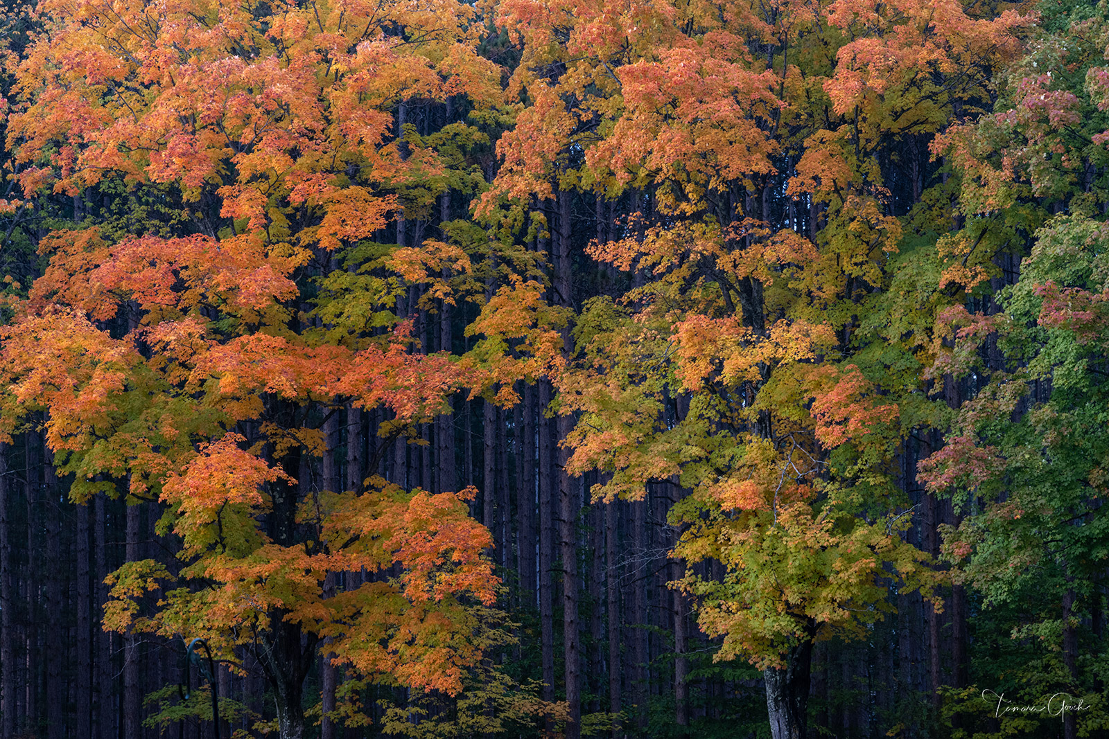 Autumn Layers fall forest fine art photography print with orange yellow and green trees layered in woodland
