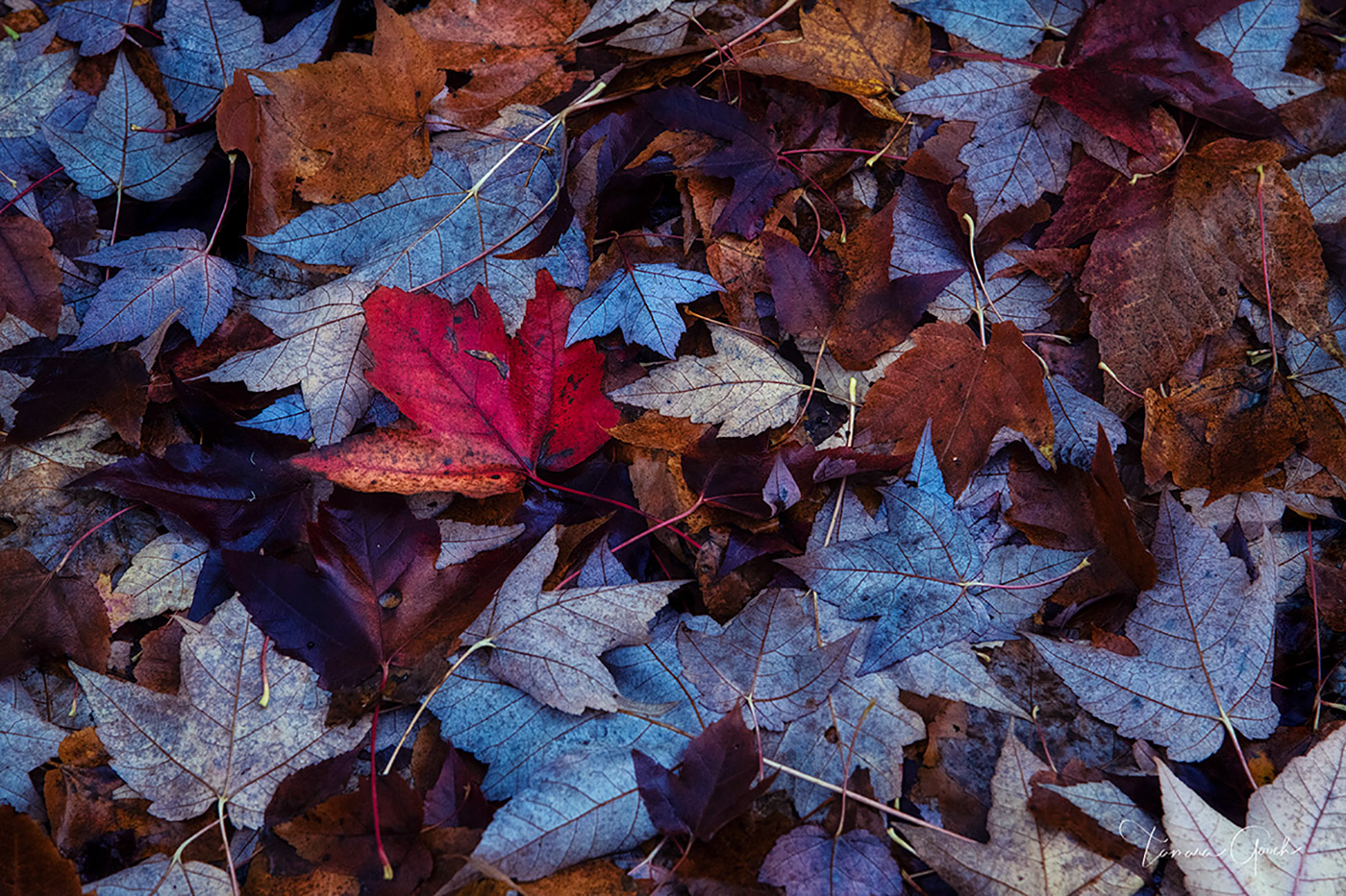 Fallen Autumn Leaves is a Limited Edition print of 50 Care and Handling How do I clean my artwork?Although I use the finest materials...