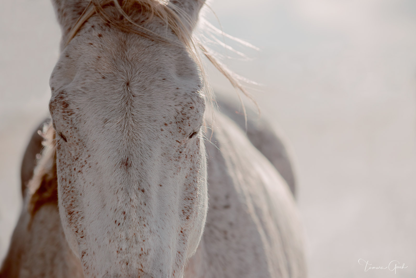 Zen Horse, equine artwork at its finest, represents pure simplicity and a sense of calm. By definition, Zen is a state of calm...