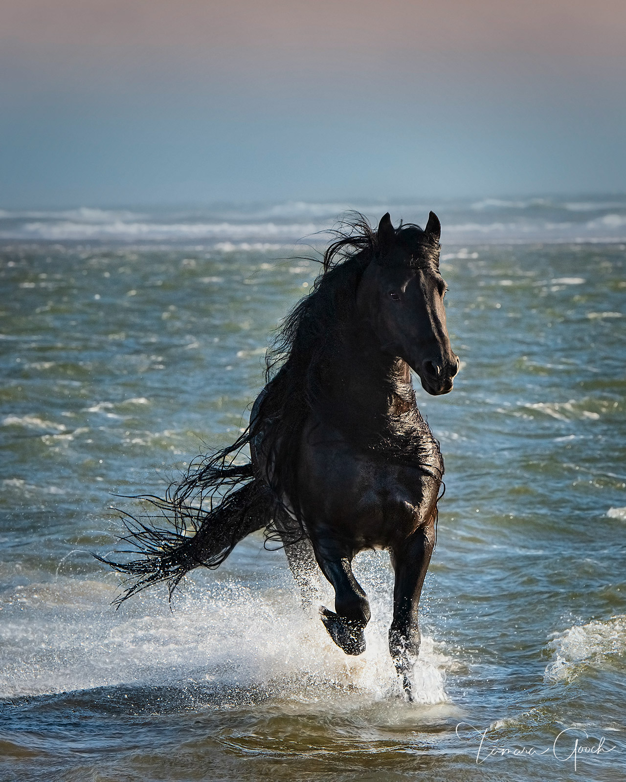 A fine art photo print of a Friesian horse running through the surf of the ocean.