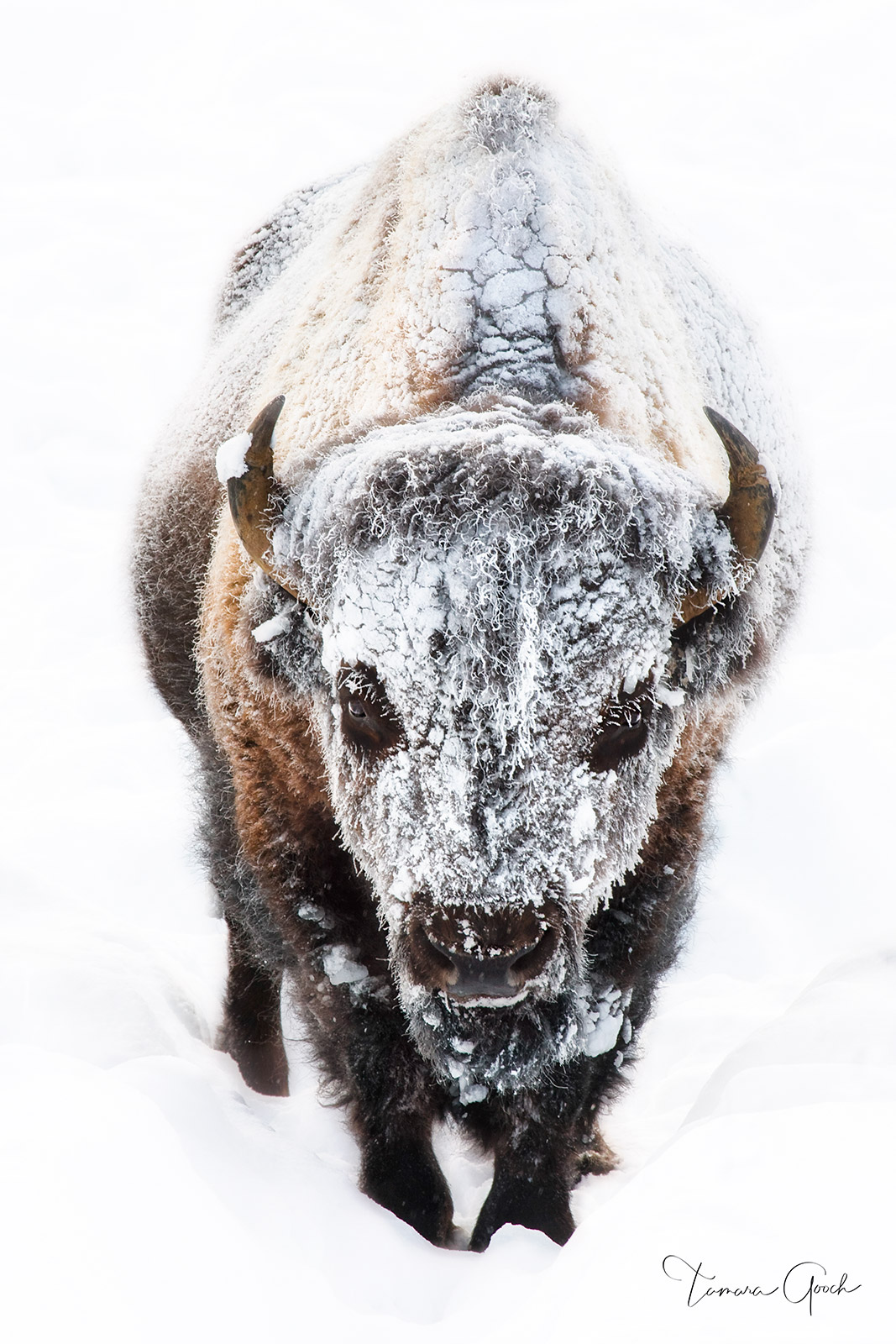 "Frost Covered Bull Bison" is a Fine Art Limited Edition Print of 50 Care and Handling How do I clean my artwork?Although I use...