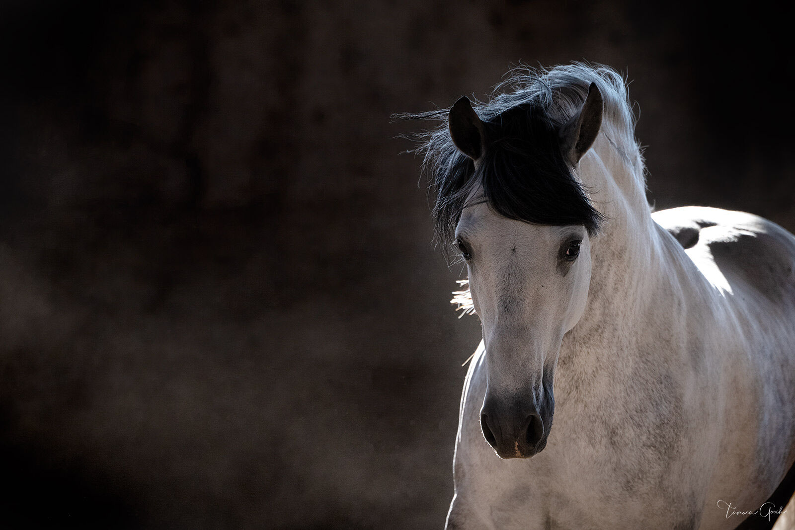 Magnetic is a limited edition fine art print of 50.