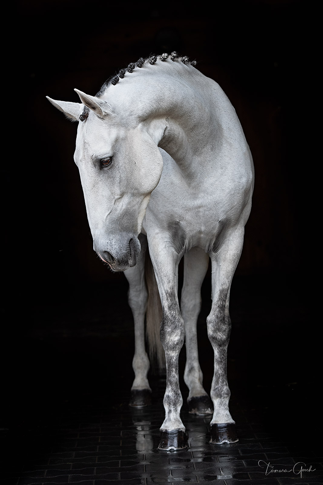 Luxury gallery quality black and white horse, equestrian and equine fine art photo prints for sale.