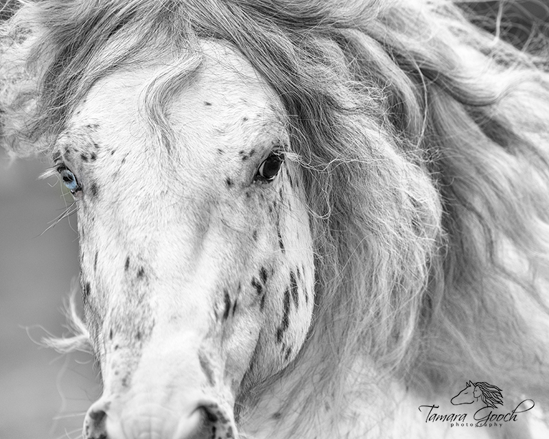 Gypsy Vanner Horse Photo