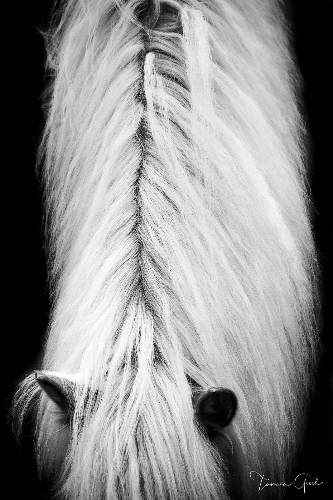 Black and white fine are equestrian horse print of a Haflinger horses mane, neck and ears. Great equine wall art and home decor. Gallery quality.