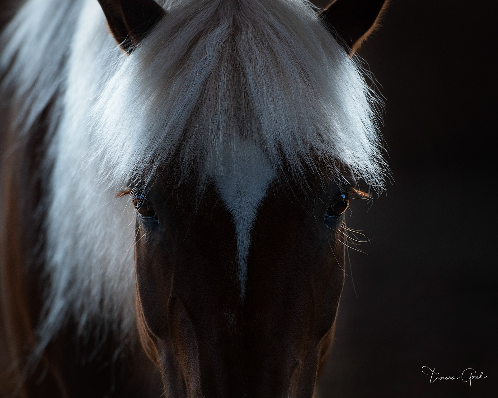 "Talk to Me" is an intoxicating piece of Equine fine art. This photograph captures the intuitive nature that the  Haflinger horse...