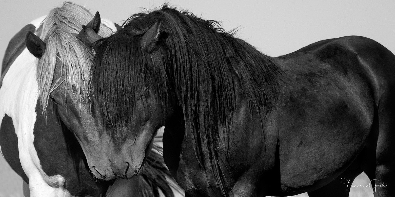 A photo of two wild horses interacting nose to nose with a show of love. This black and white panorama print is a stunning addition to any home decor.