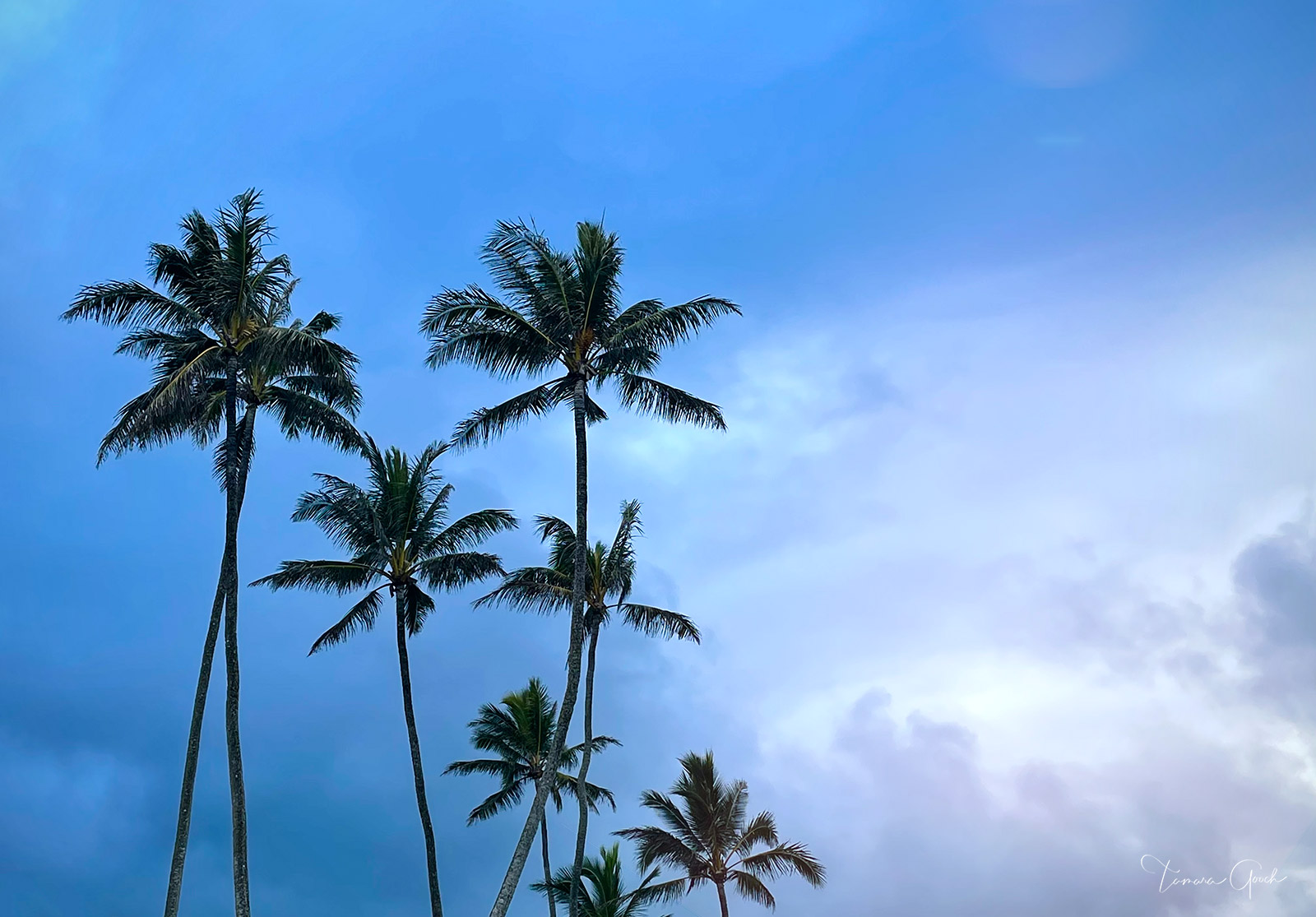 A fine art limited edition print of Palm Trees swaying in the warm breezes of Hawaii.