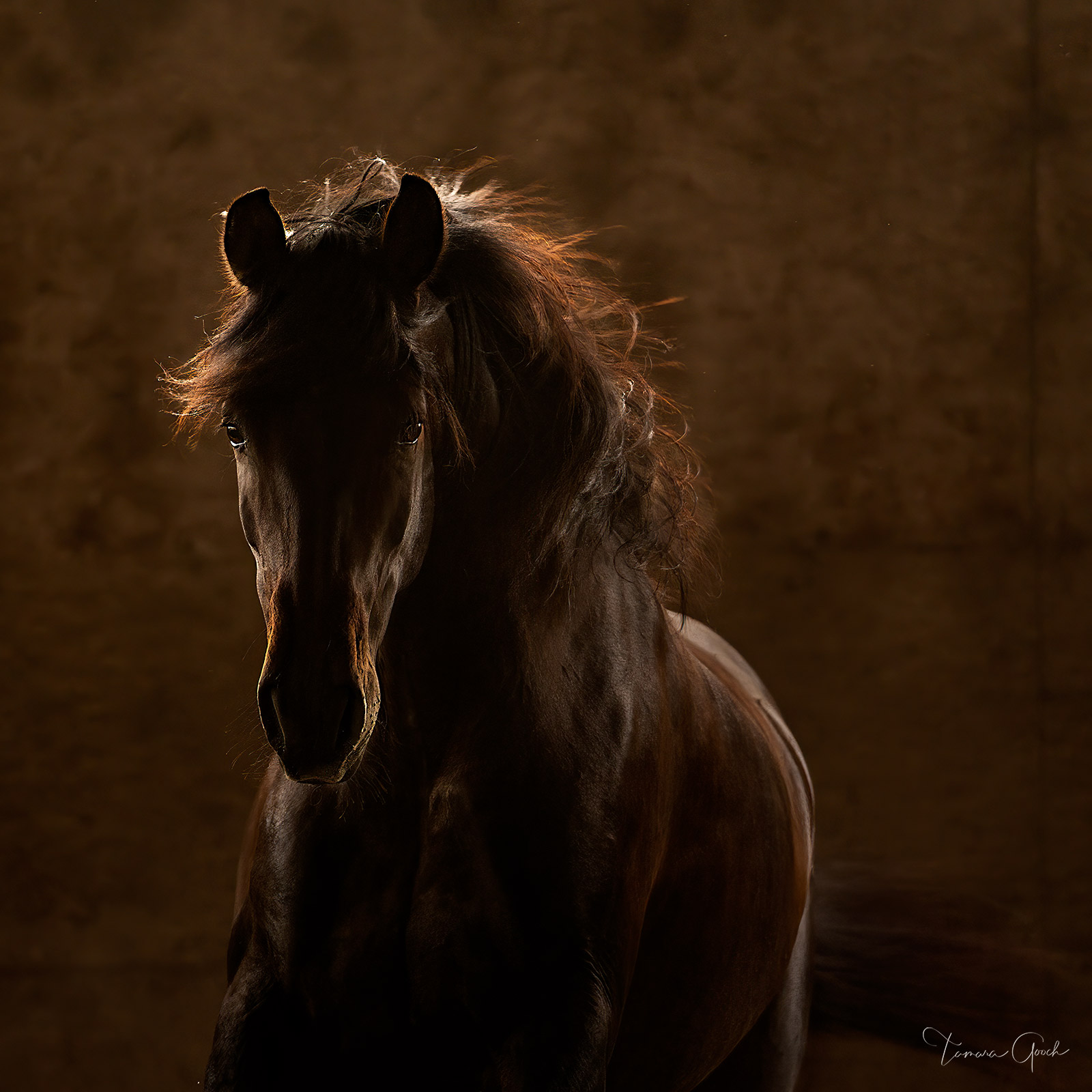 A beautiful Andalusian horse photography print
