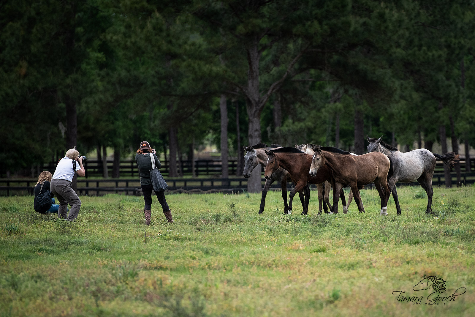 Equine Photography Workshop