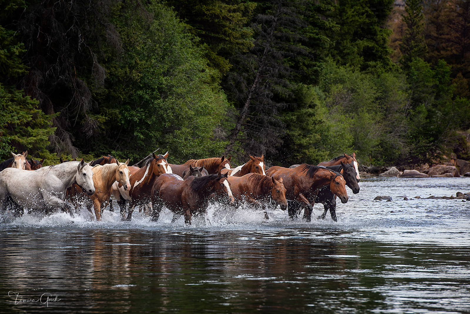 Horse Herd River Crossing is a limited edition print of 50. This Fine Art photograph of a herd of ranch horses crossing a river...