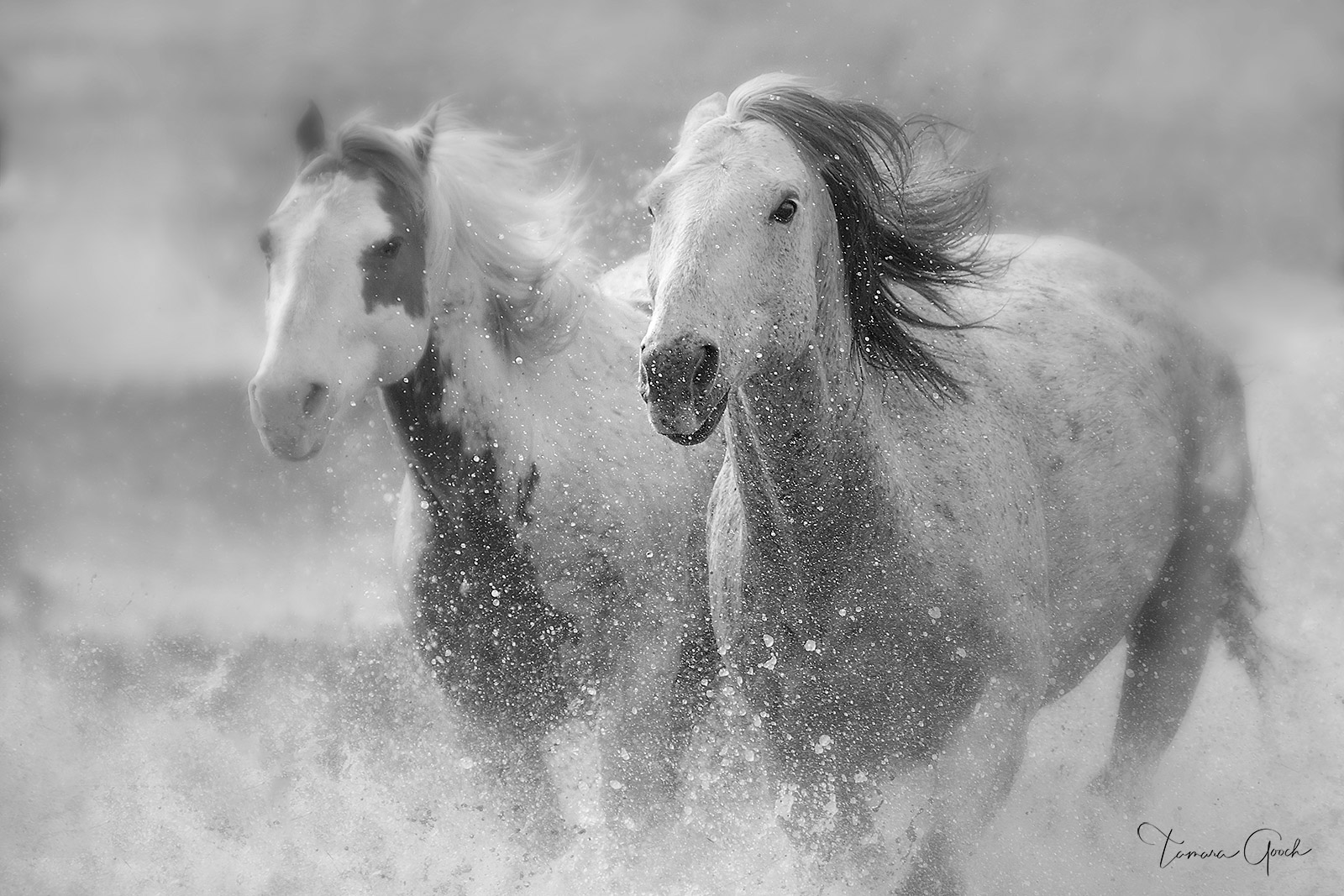 "Horses Splashing", is a black and white horse photograph that makes a beautiful piece of equestrian wall art that will compliment...