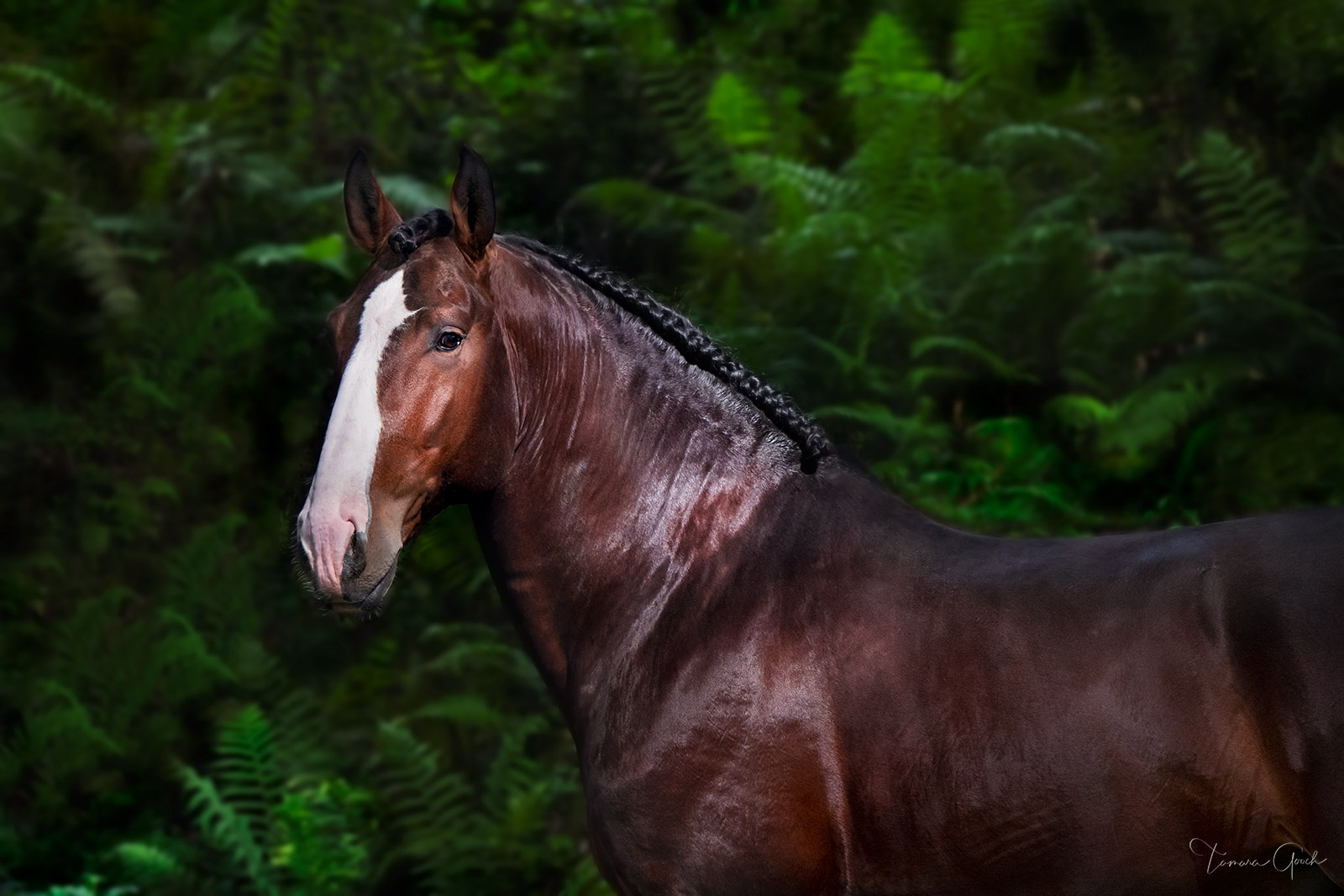 Gallery quality horse print of a Lusitano horse standing in a lush fern grotto.