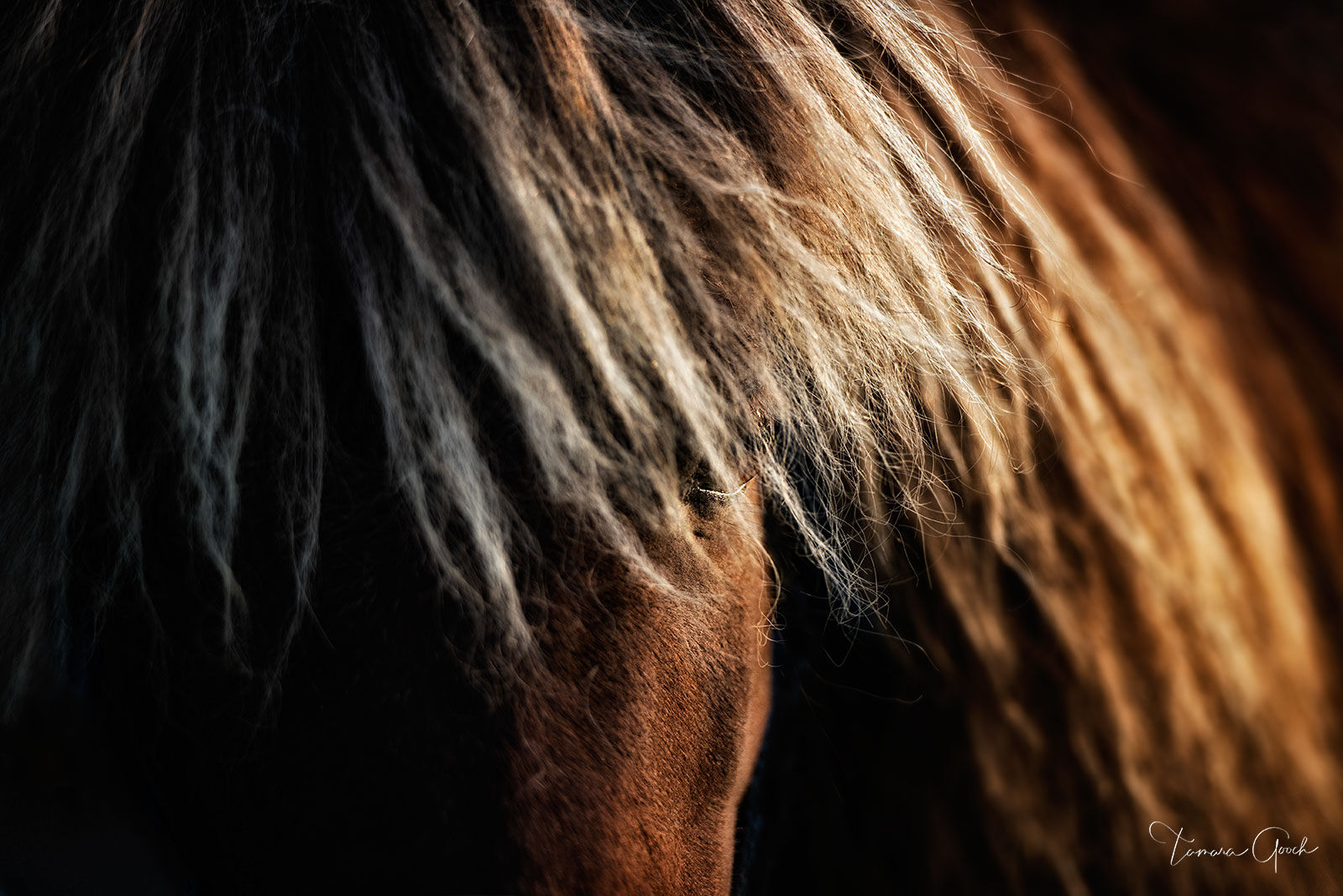 A limited edition fine art photography print of a horse side lit by the glow of the late afternoon sun. "Wisdom" is a limited...