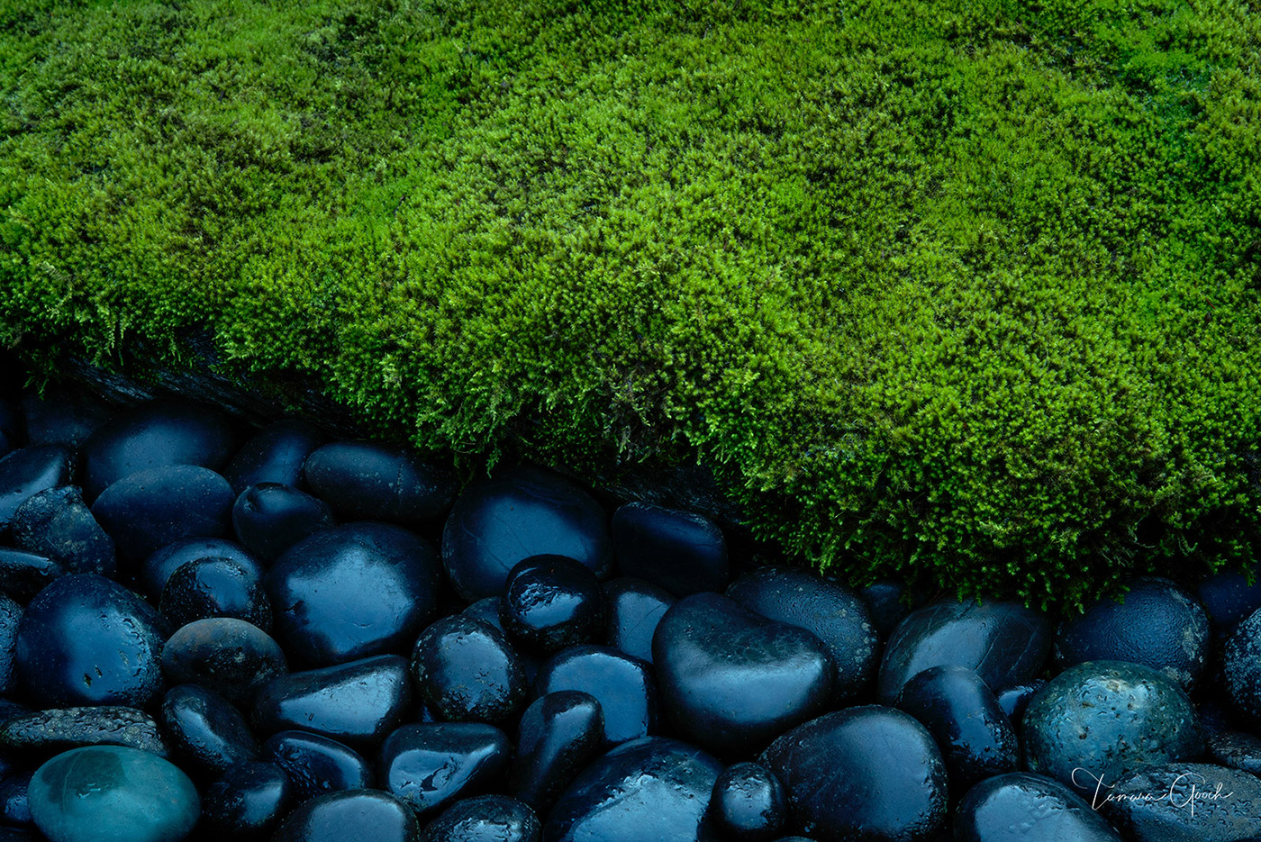 Moss and Stones a fine art museum quality fine art nature photography print by Tamara Gooch.