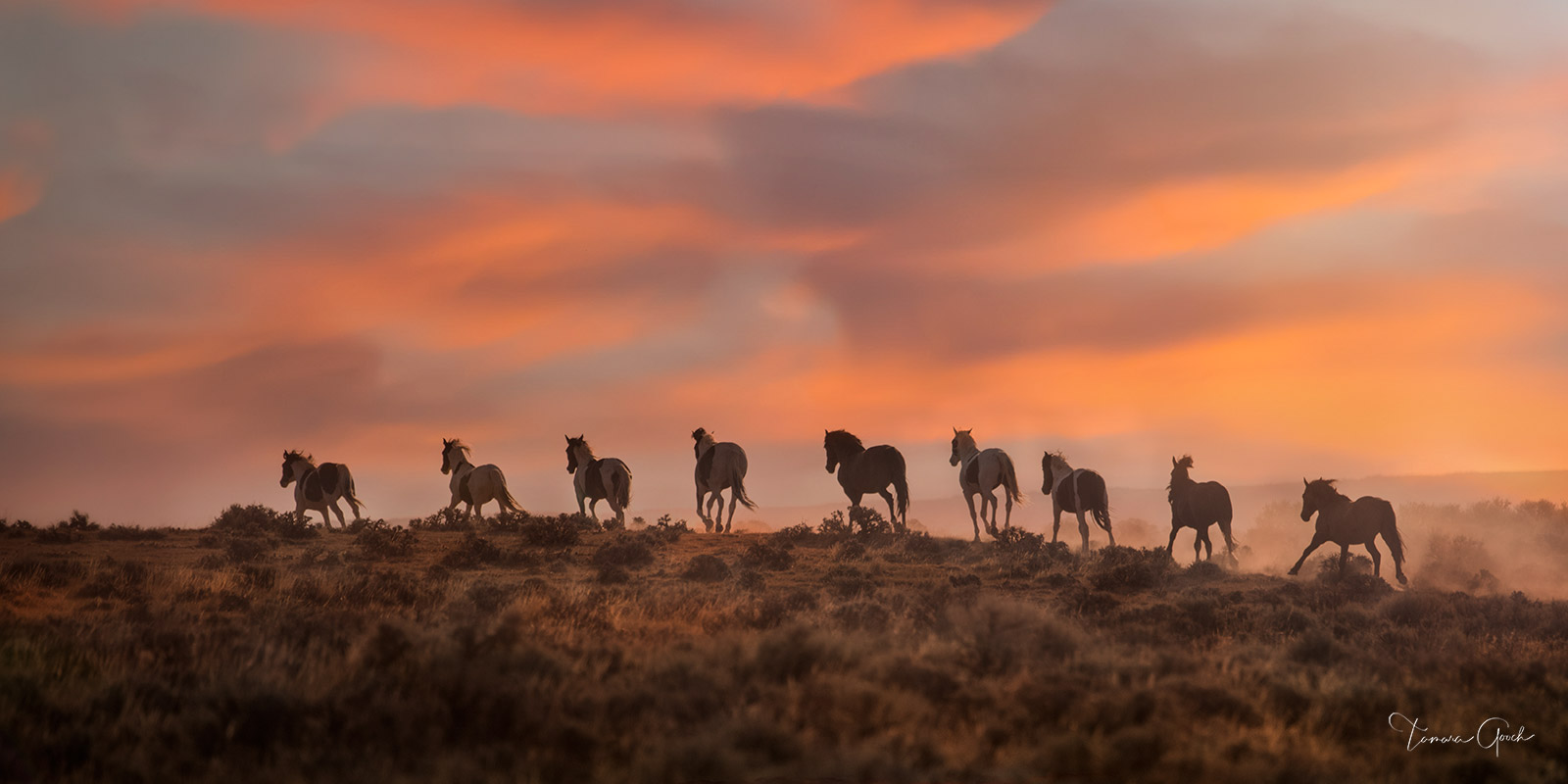 A herd of wild mustang horses running in a line at sunset
