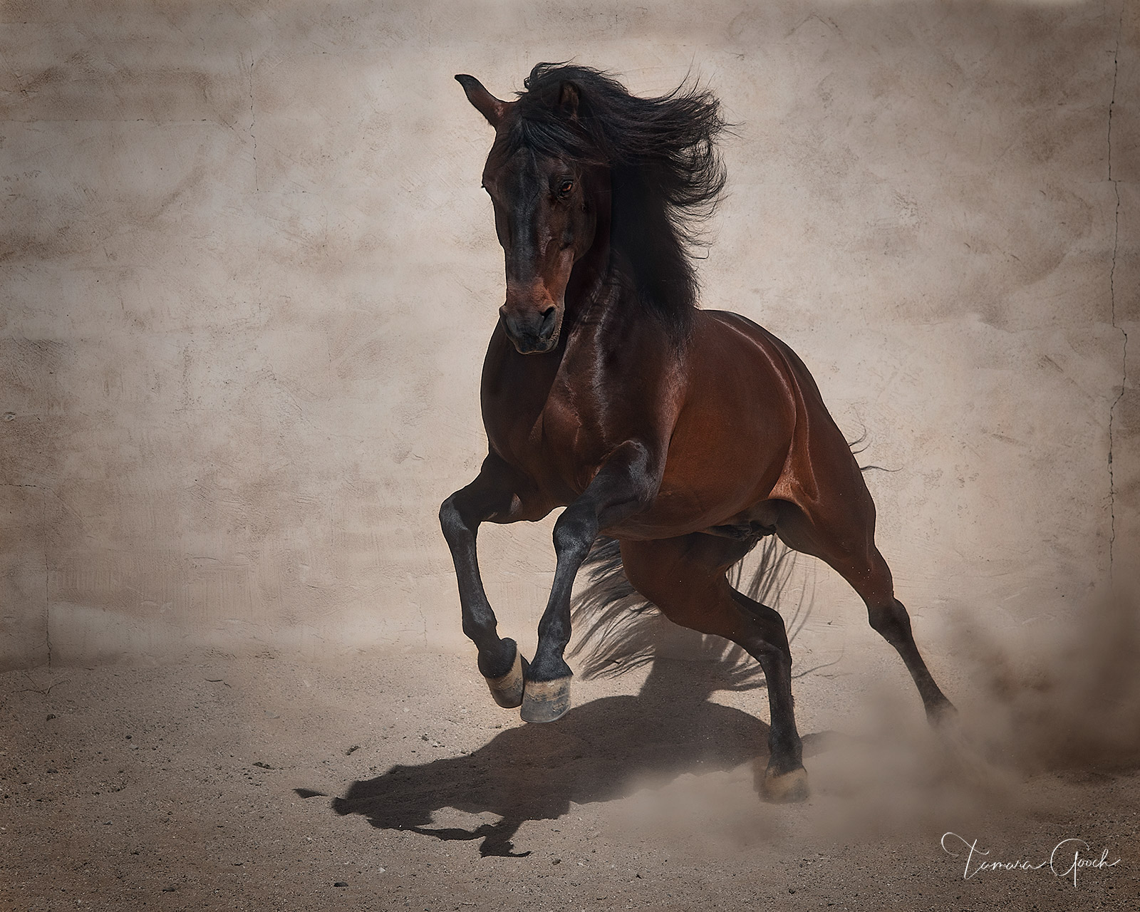 A fine art limited edition photo print of a Lustiano horse at liberty.