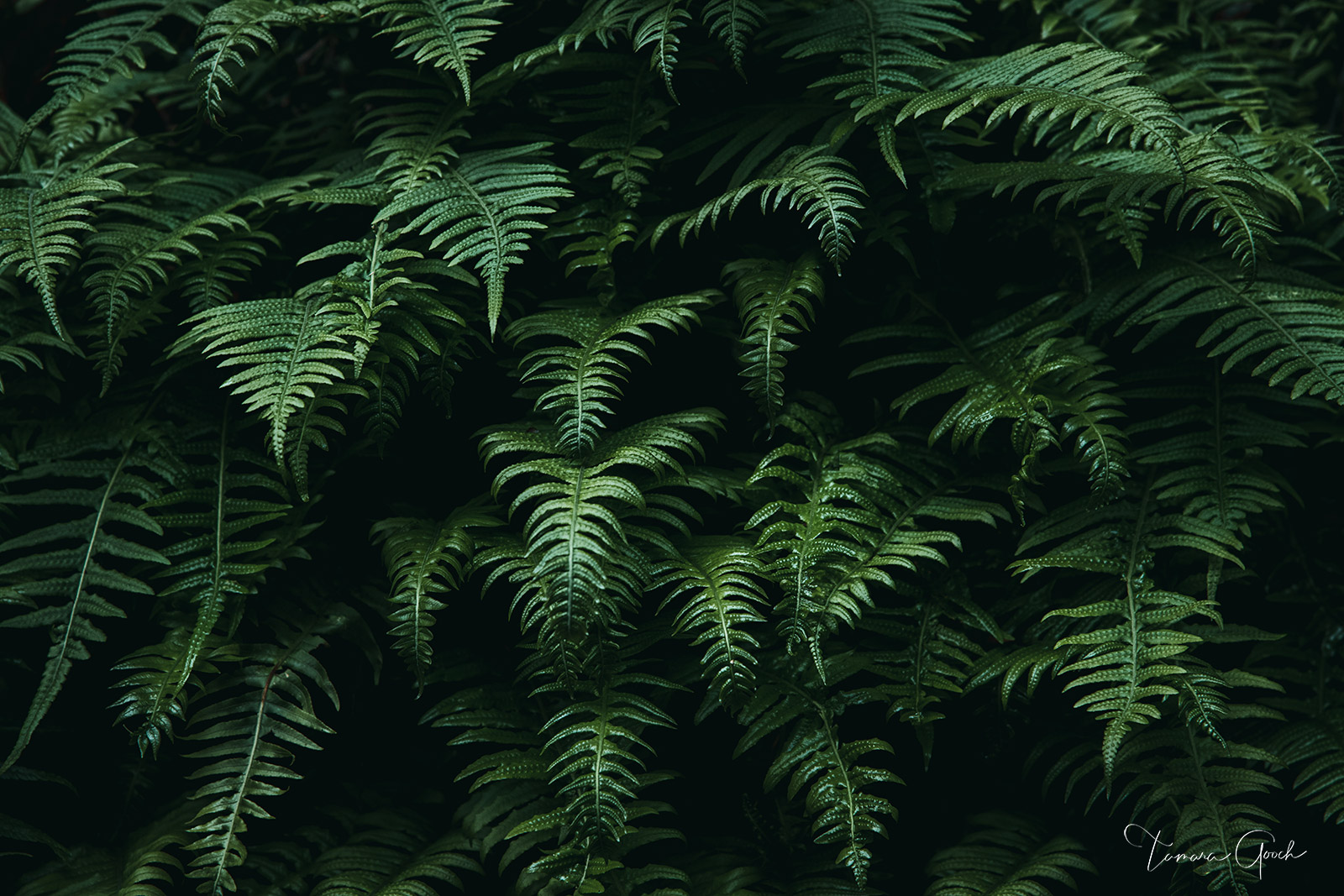 Fern Garden is a Limited Edition Print of 50 Shown above as a framed Lumachrome HD TruLife Acrylic gallery quality fine art pint...