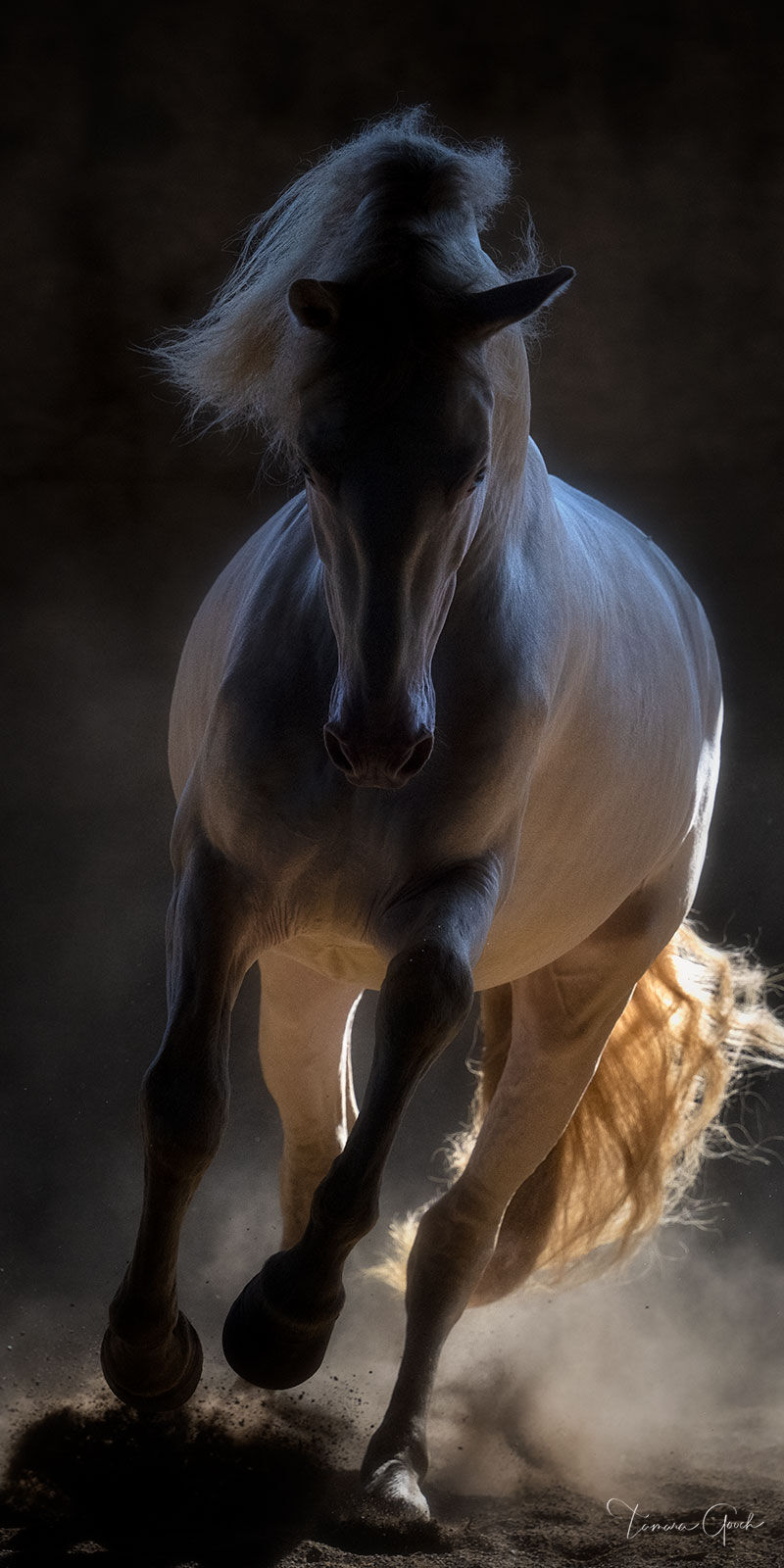 A vertical panorama fine art print of a perlino Andalusian stallion running toward the camera in low glowing light.