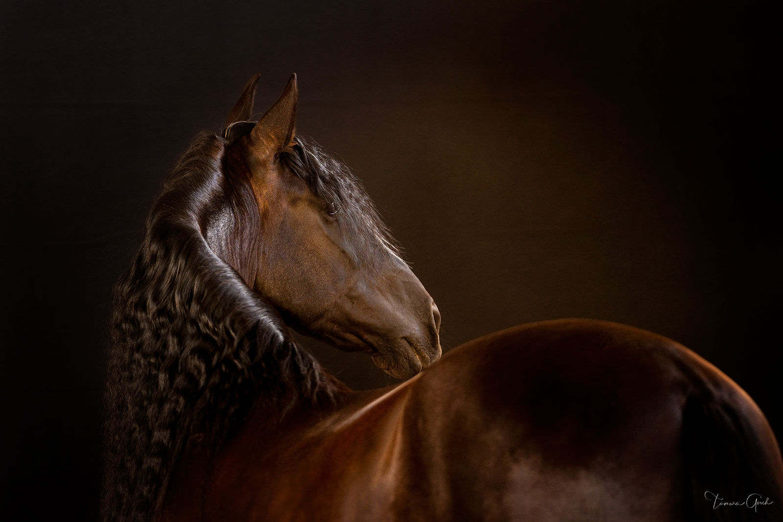 A fine art limited edition print of an elegant Andalusian horse.