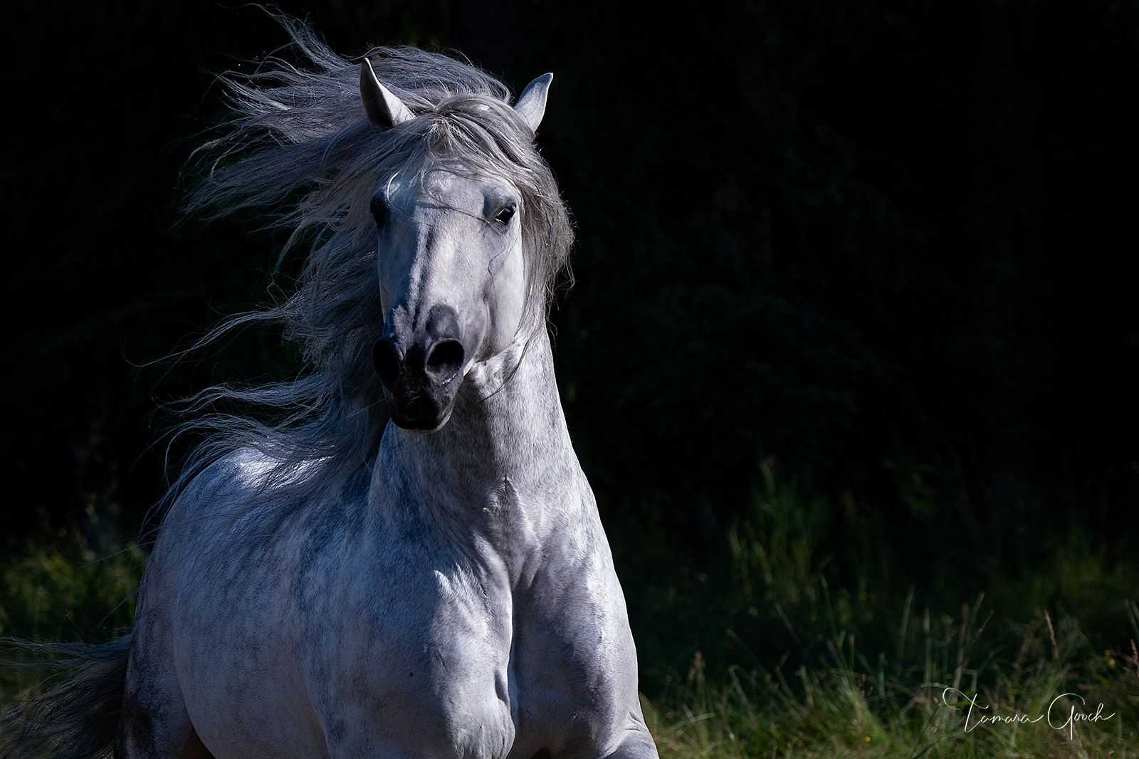 A photograph of a gray Andalusian horse running with its mane flying.