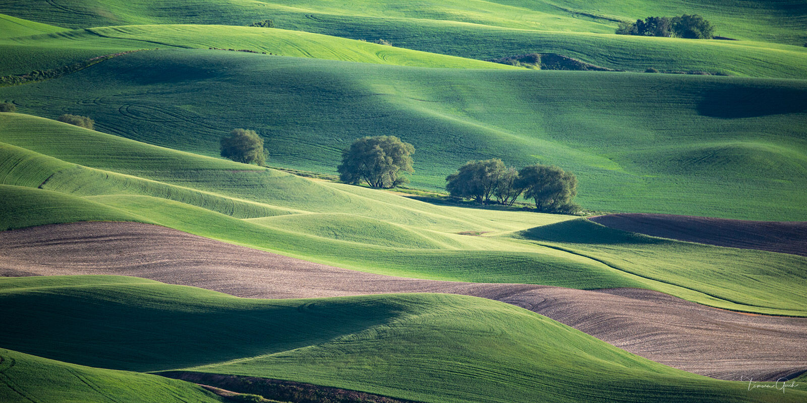 Rolling Green — The Palouse, Eastern Washington Telephoto view of rolling spring wheat hills and isolated trees in the Palouse region of eastern Washington state.