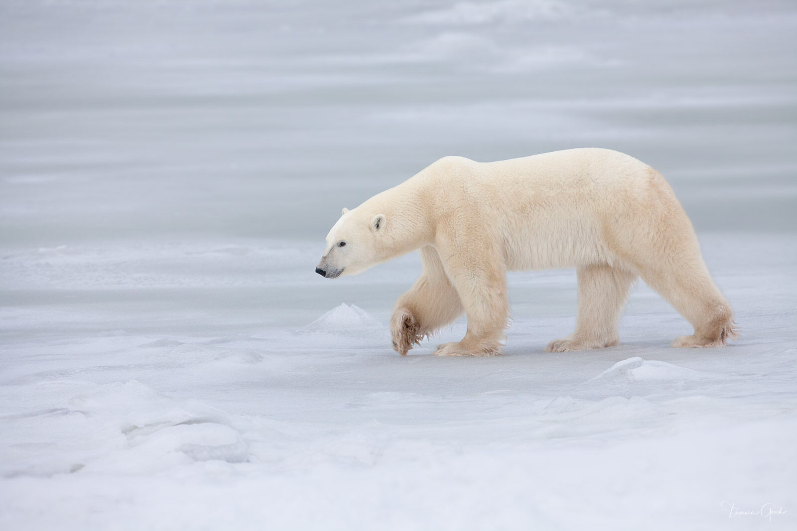 The Arctic Wanderer Polar Bear | Limited Edition Fine Art | Tamara