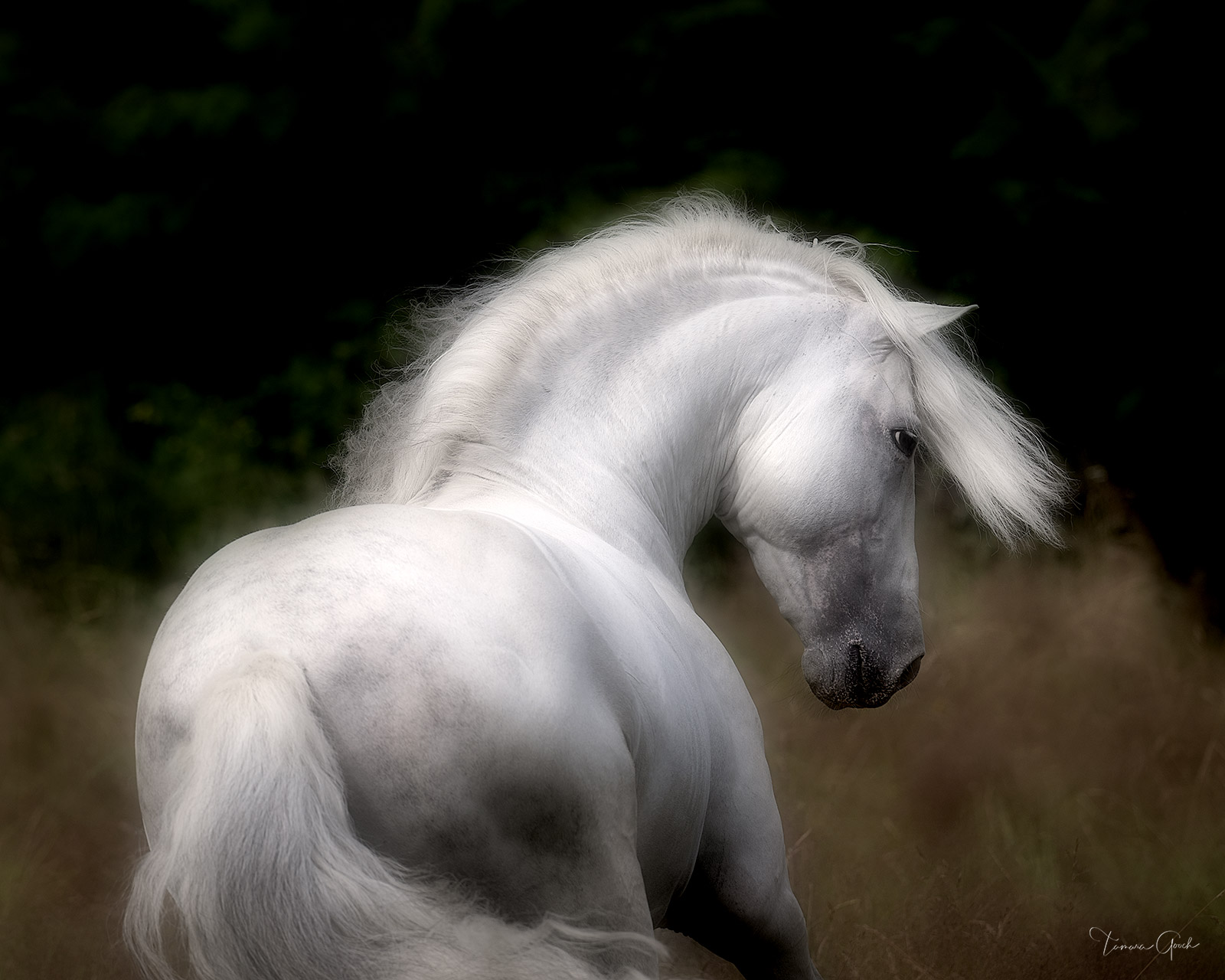 The beauty of the Pure Spanish Horse or Andalusian is captured in this exquisite photograph. Wall art, limited edition print, artwork for sale.