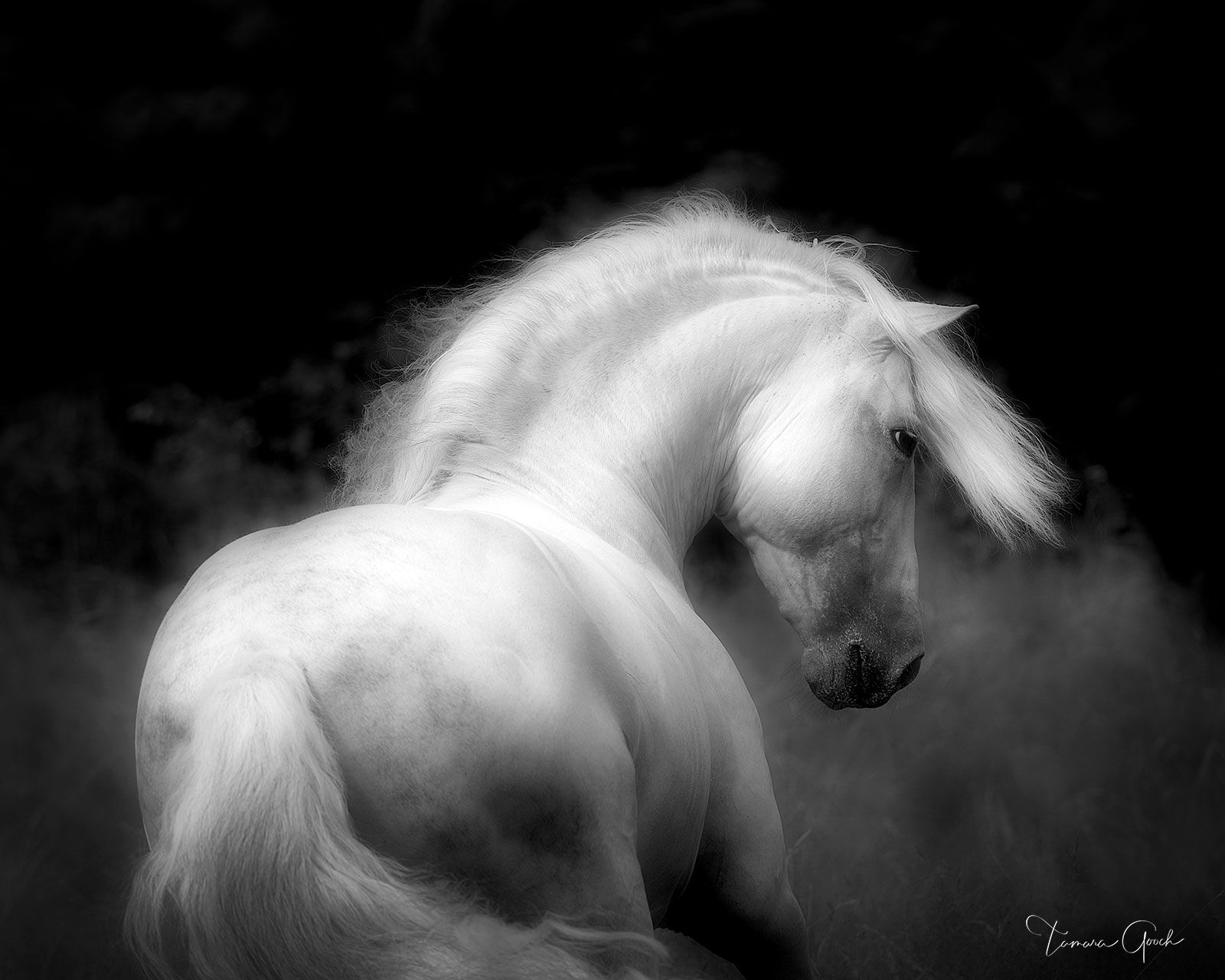 Amazing wall art of the Pure Spanish Horse in black and white. This piece of artwork is a limited edition of 50.