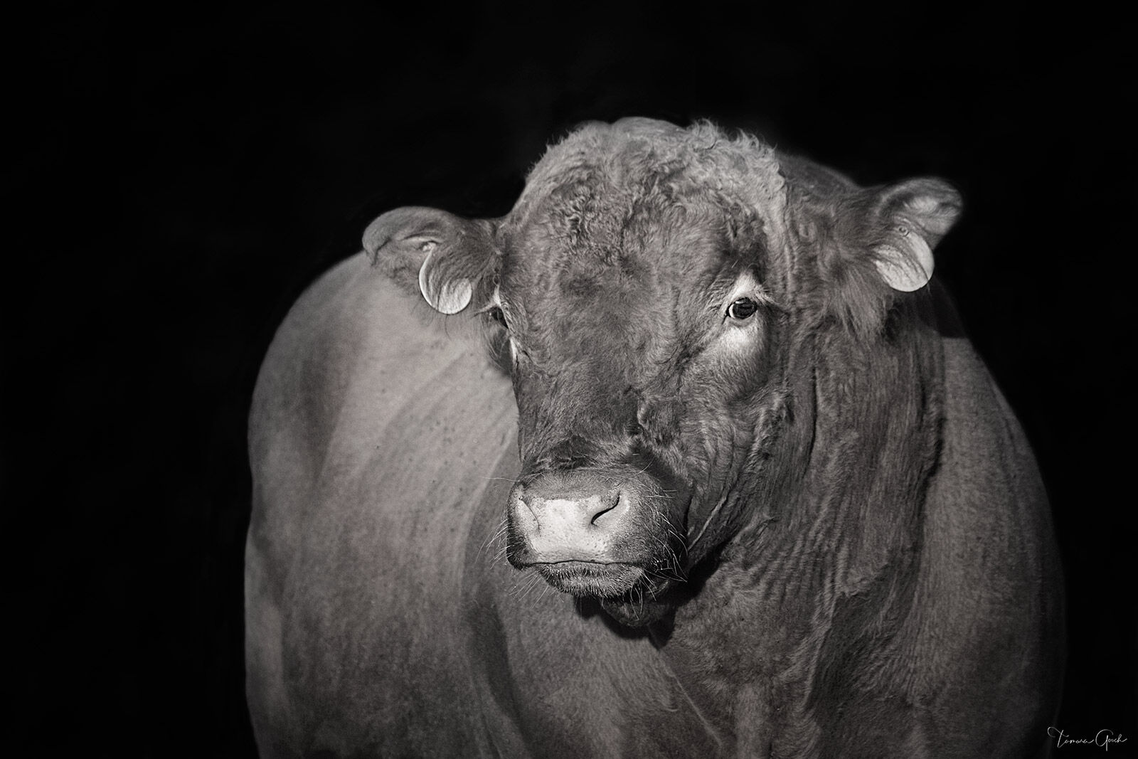 The Bull — Red Angus Portrait, American West Black and white fine art close portrait of a Red Angus bull emerging from near-black background, massive shoulders and calm steady gaze, American West.