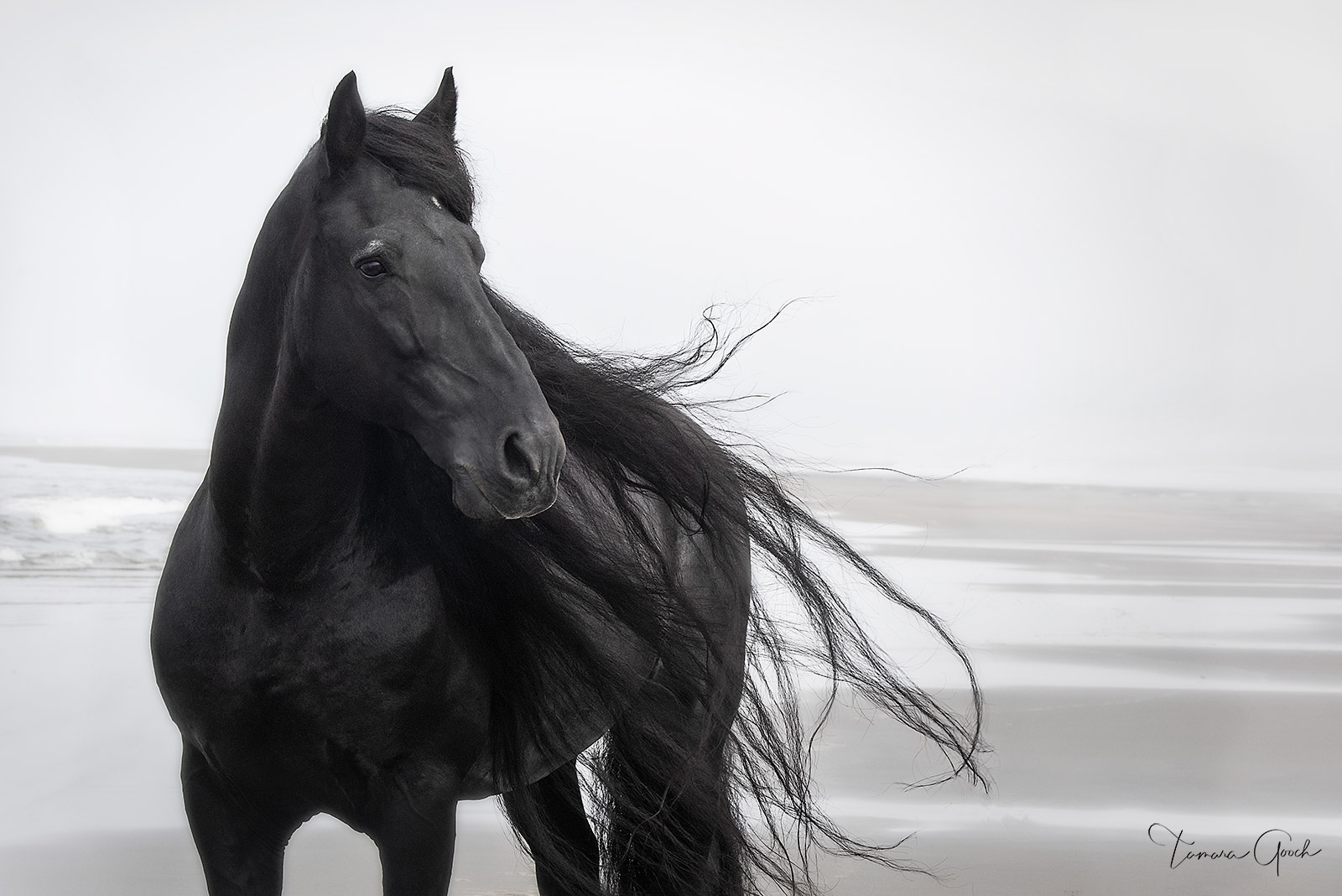 Limited Edition Print of 50.  Sea Captain Friesian Horse makes a glorious fine art print in black and white. This Friesian stallion...