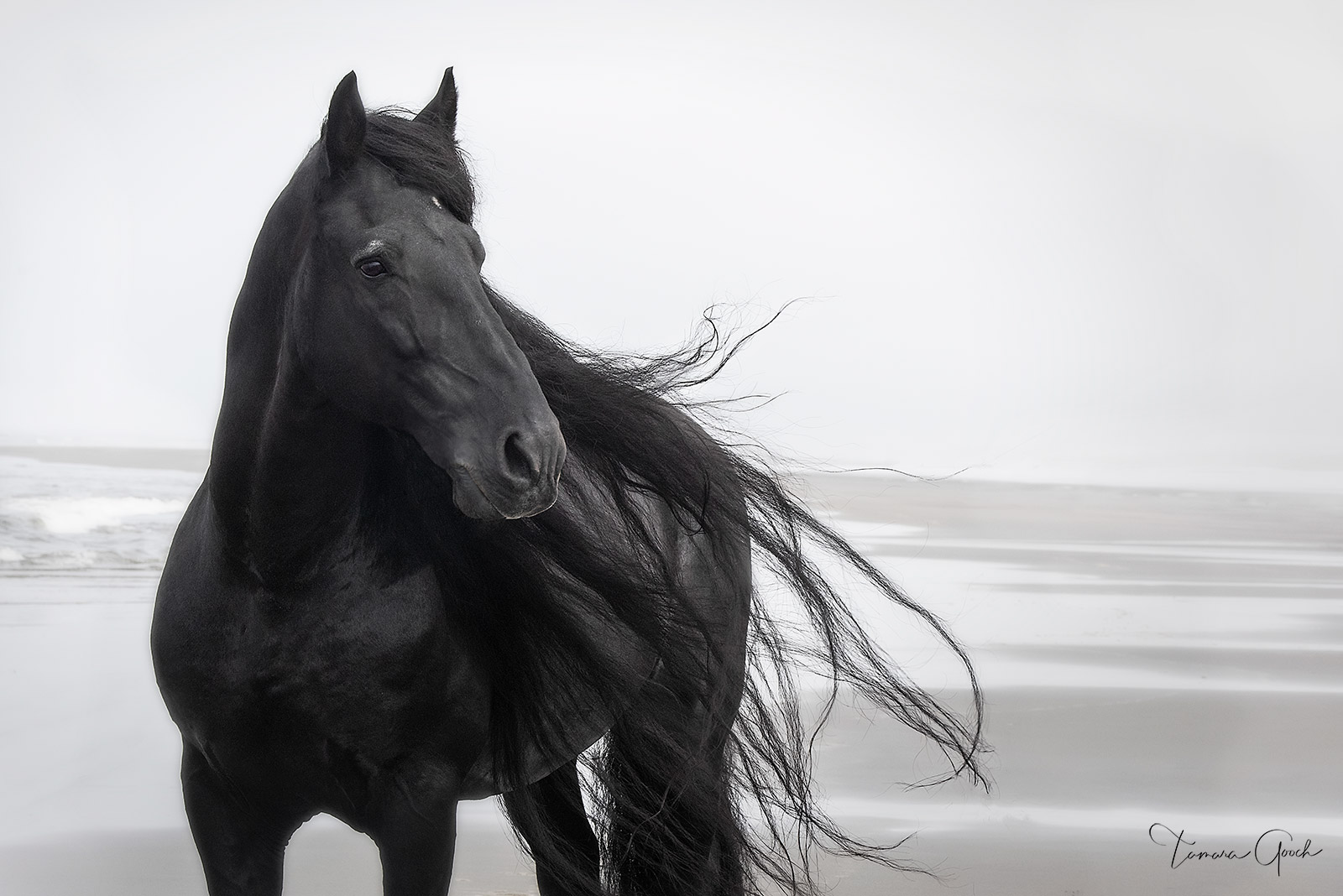 A Friesian stallion standing proud at the beach with the wind blowing through his mane.