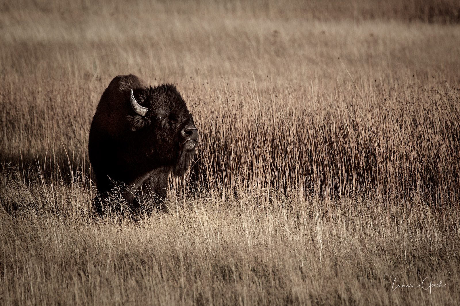 A fine art limited edition print done in modern antique color tones, of a bull bison or American Buffalo standing in the tall fall grass of Yellowstone.
