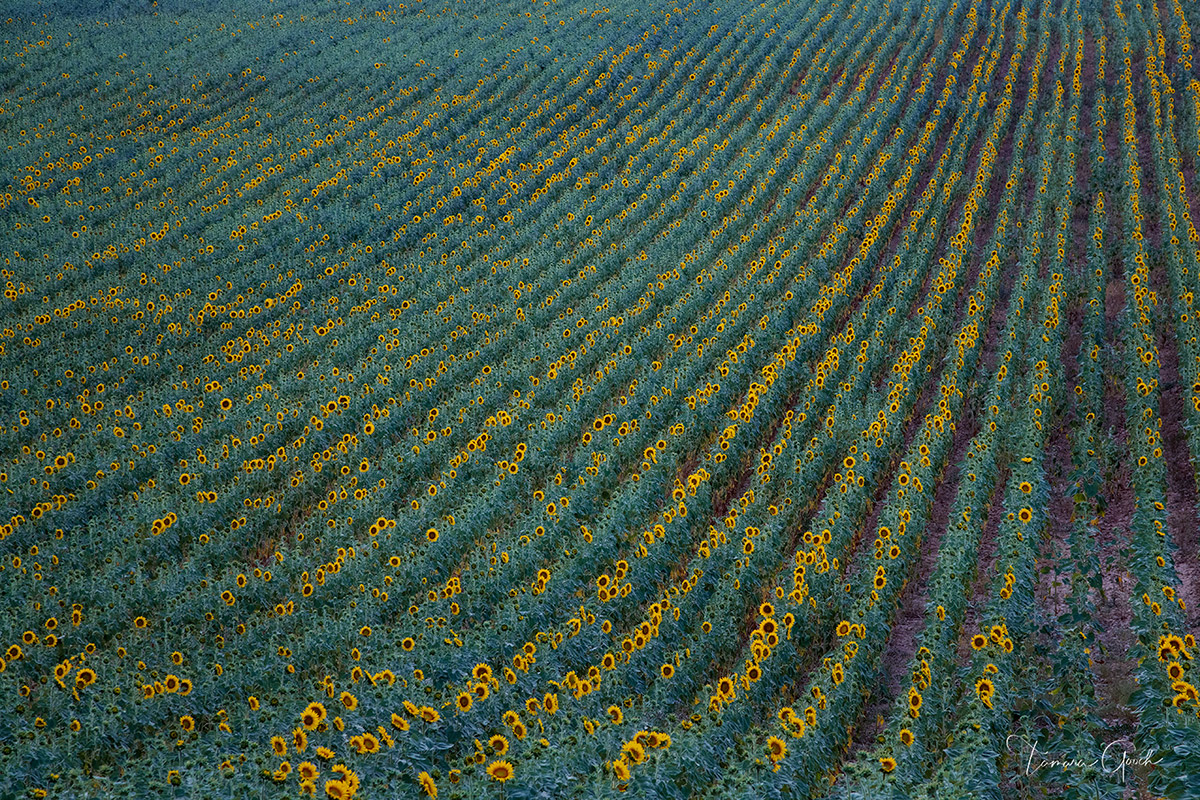 Sunflower Fields of France is a Limited Edition Print of 50 Care and Handling How do I clean my artwork?Although I use the finest...
