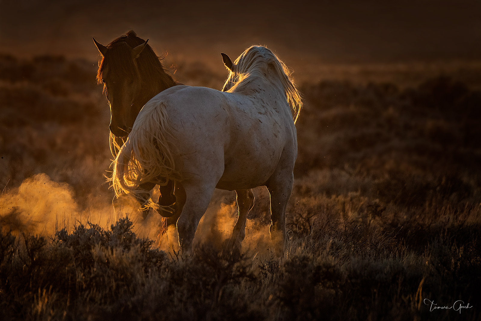 "Wild Horse Supremacy" is a beautiful and dramatic wild horse print. This piece of equine artwork showcases the beauty, strength...